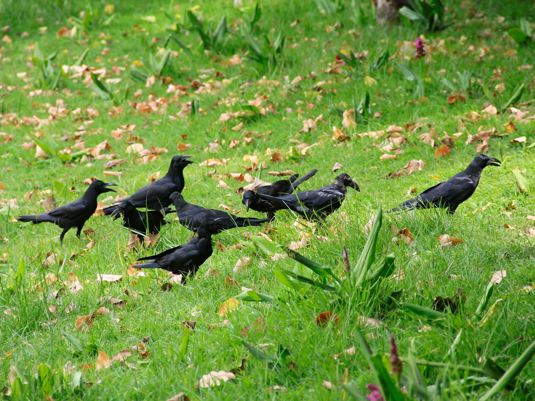 Family of crows