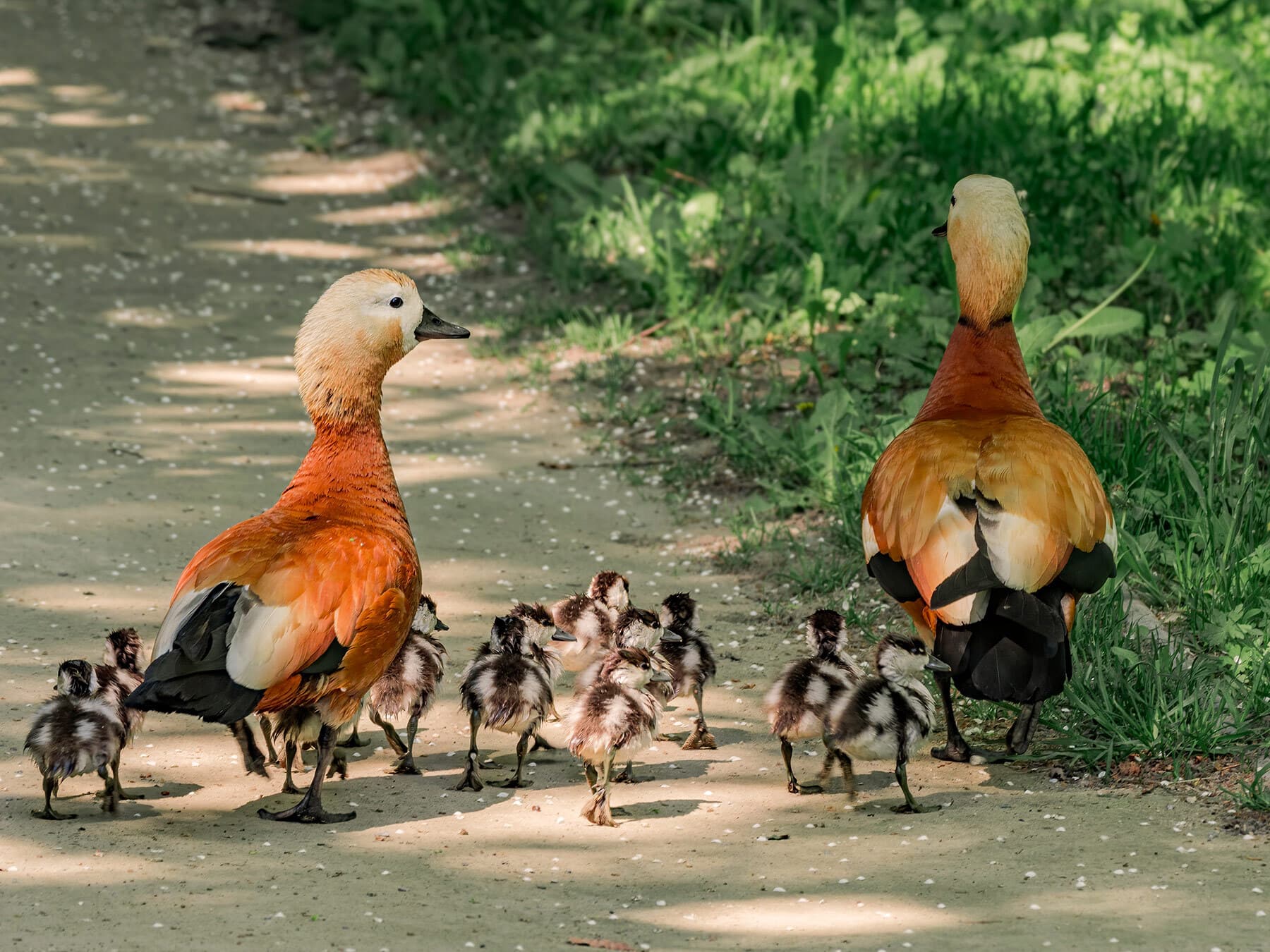 Family of ruddy shelducks