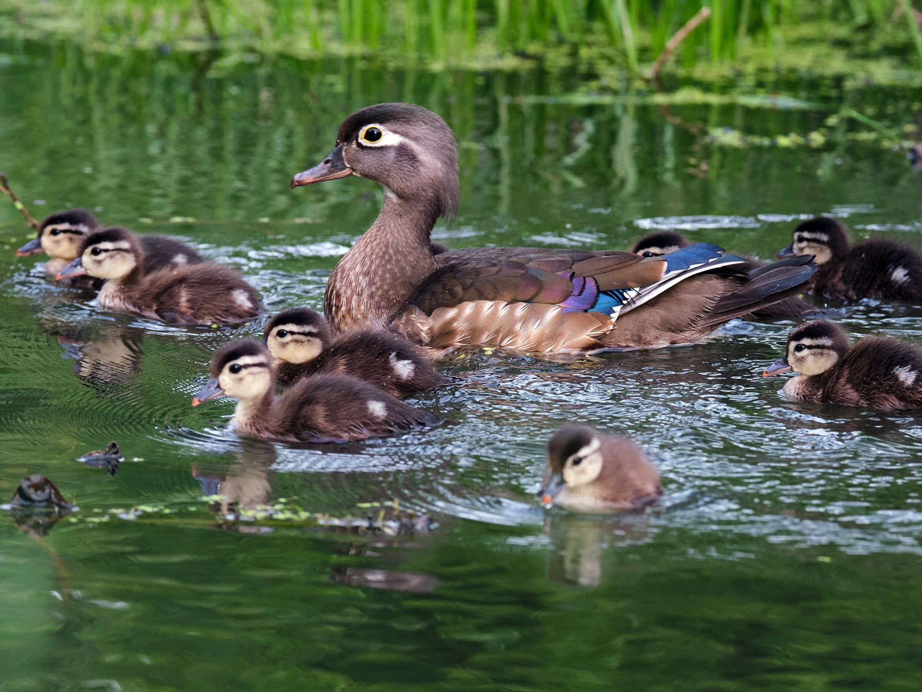 Female wood duck on pond with ducklings