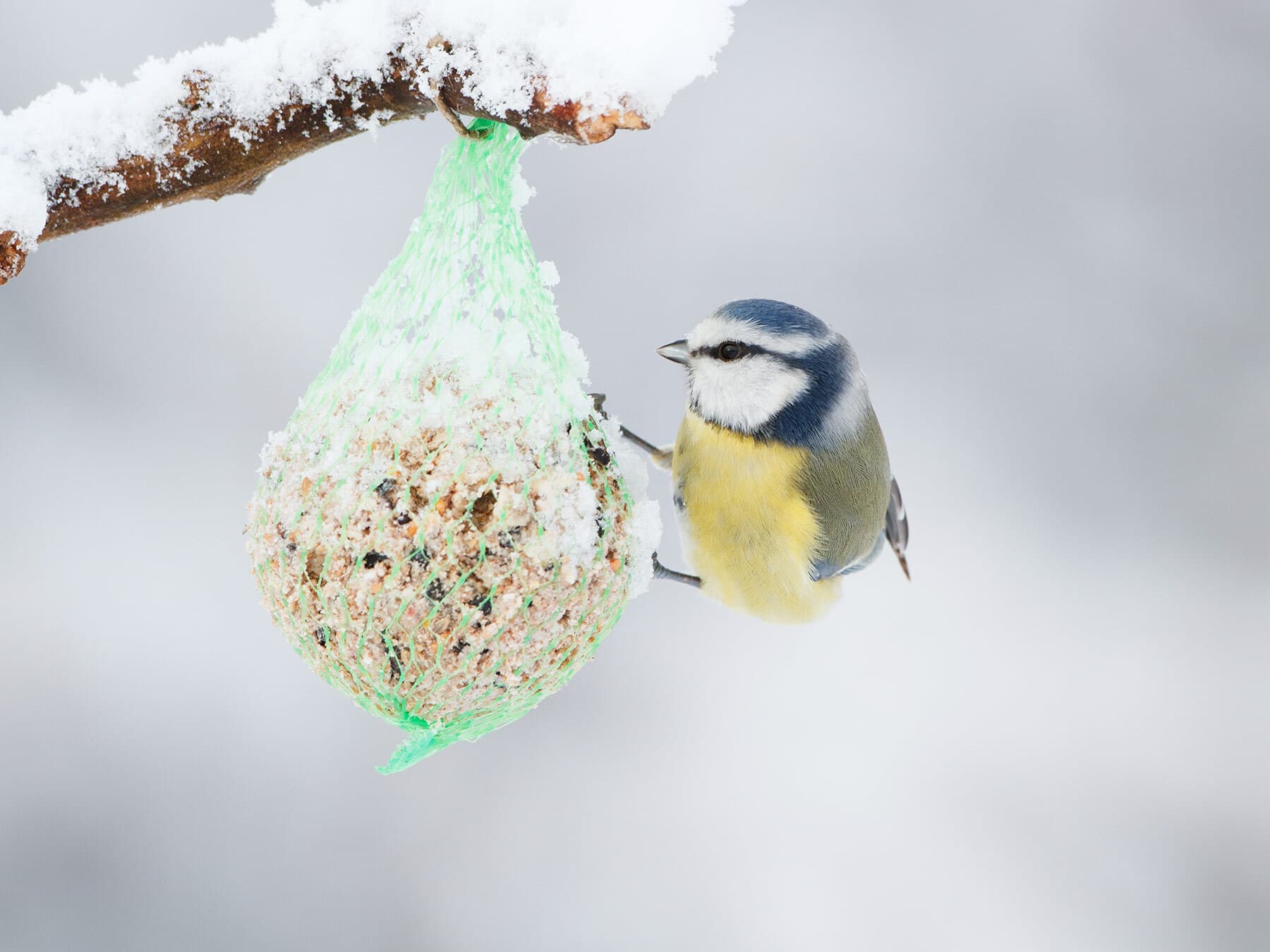 Feeding birds winter
