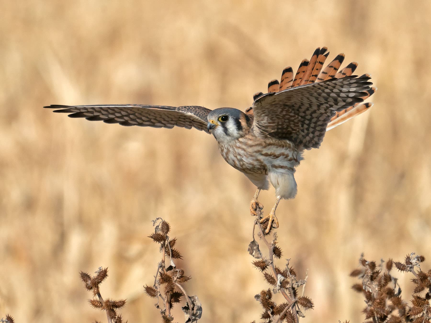 Female american kestrel taking off