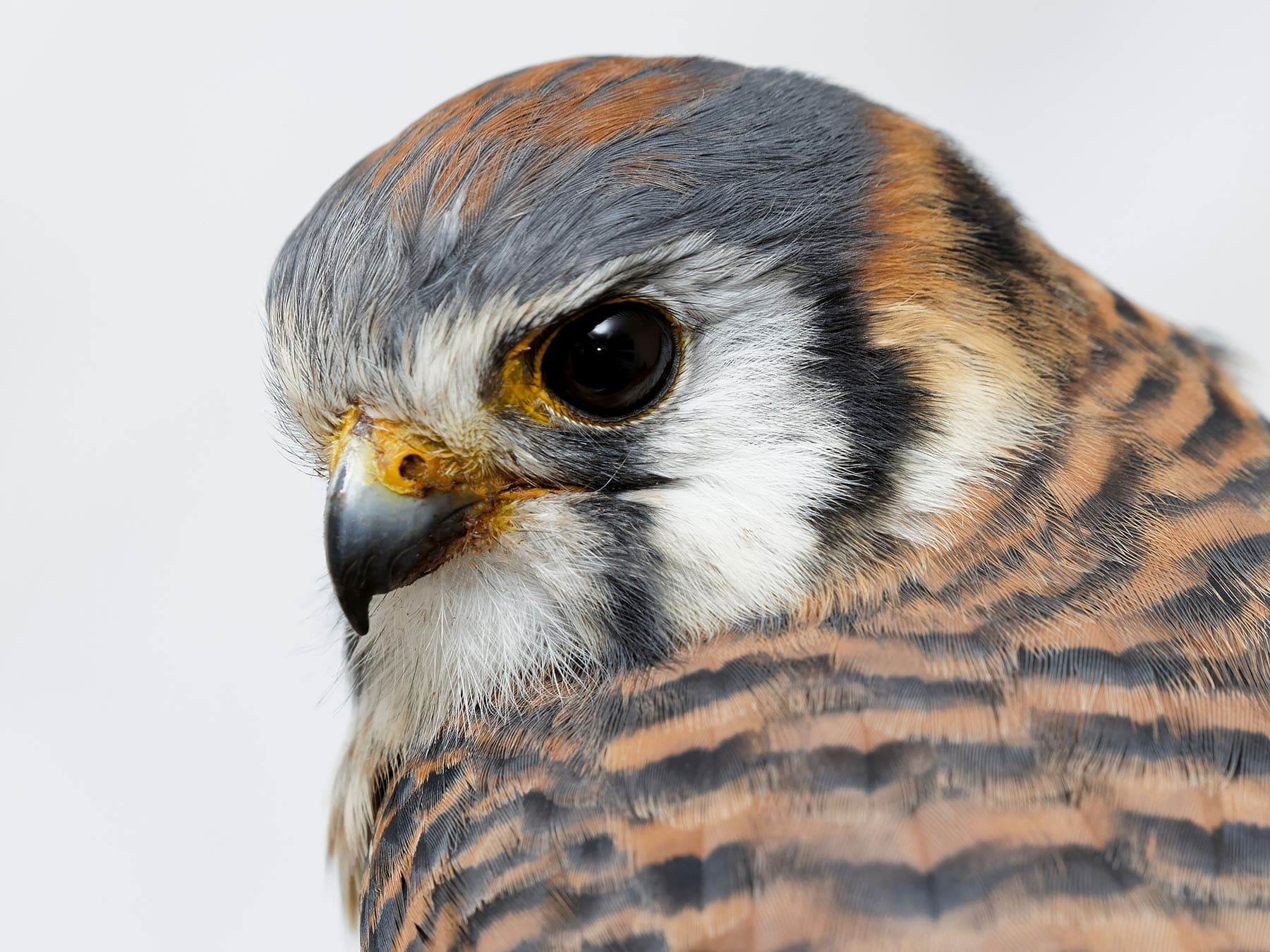 Female American Kestrels (Male vs Female Identification)
