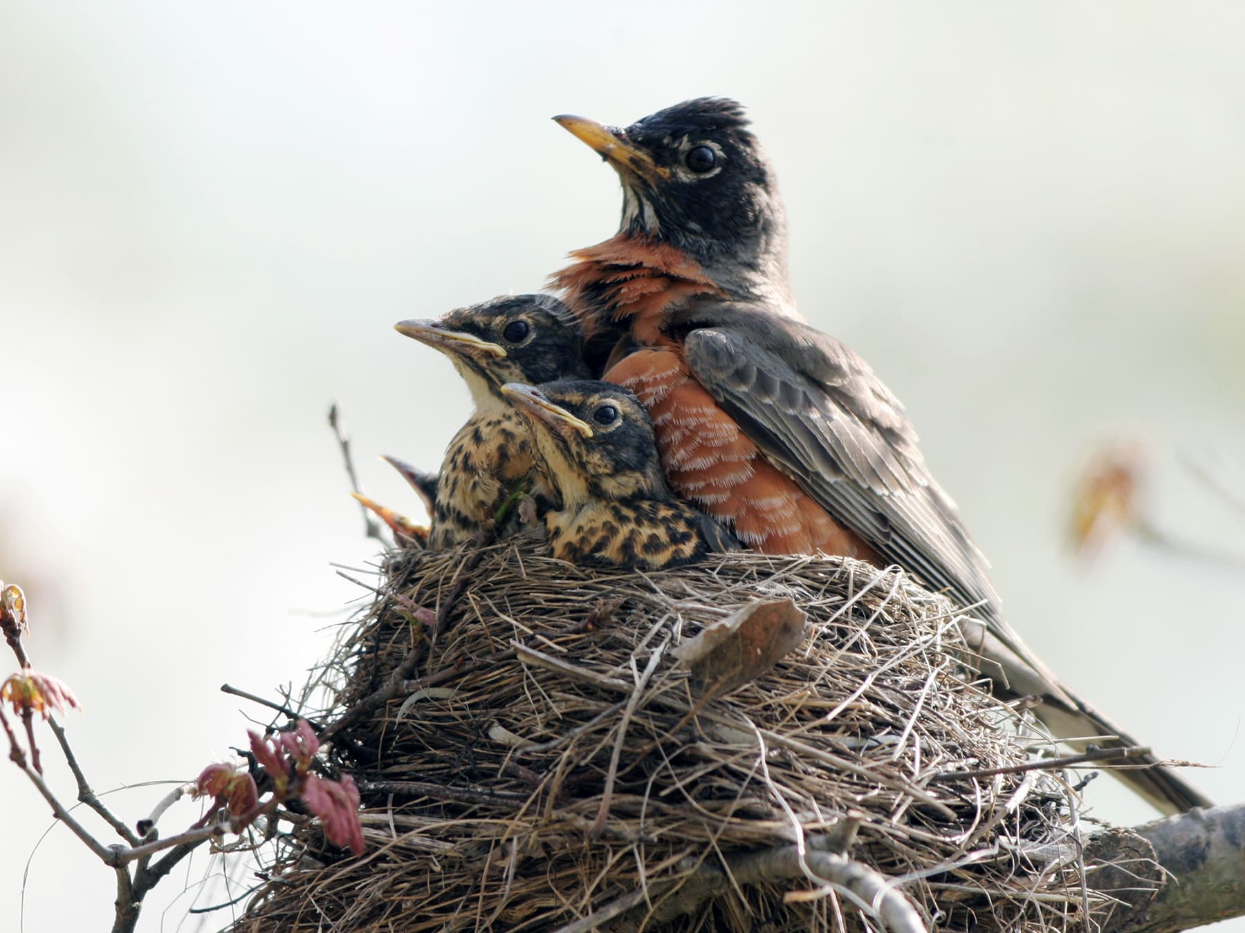 Female american robin at nest with chicks