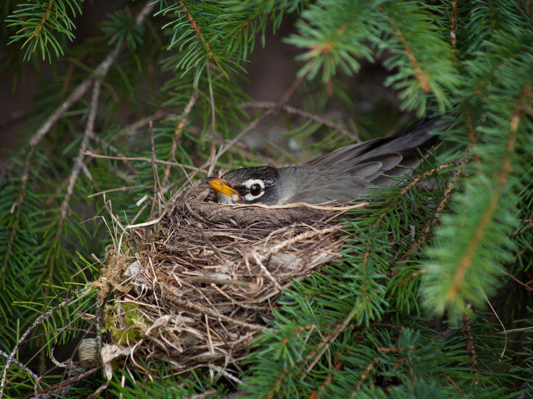 An American Robin sitting on its nest in a conifer