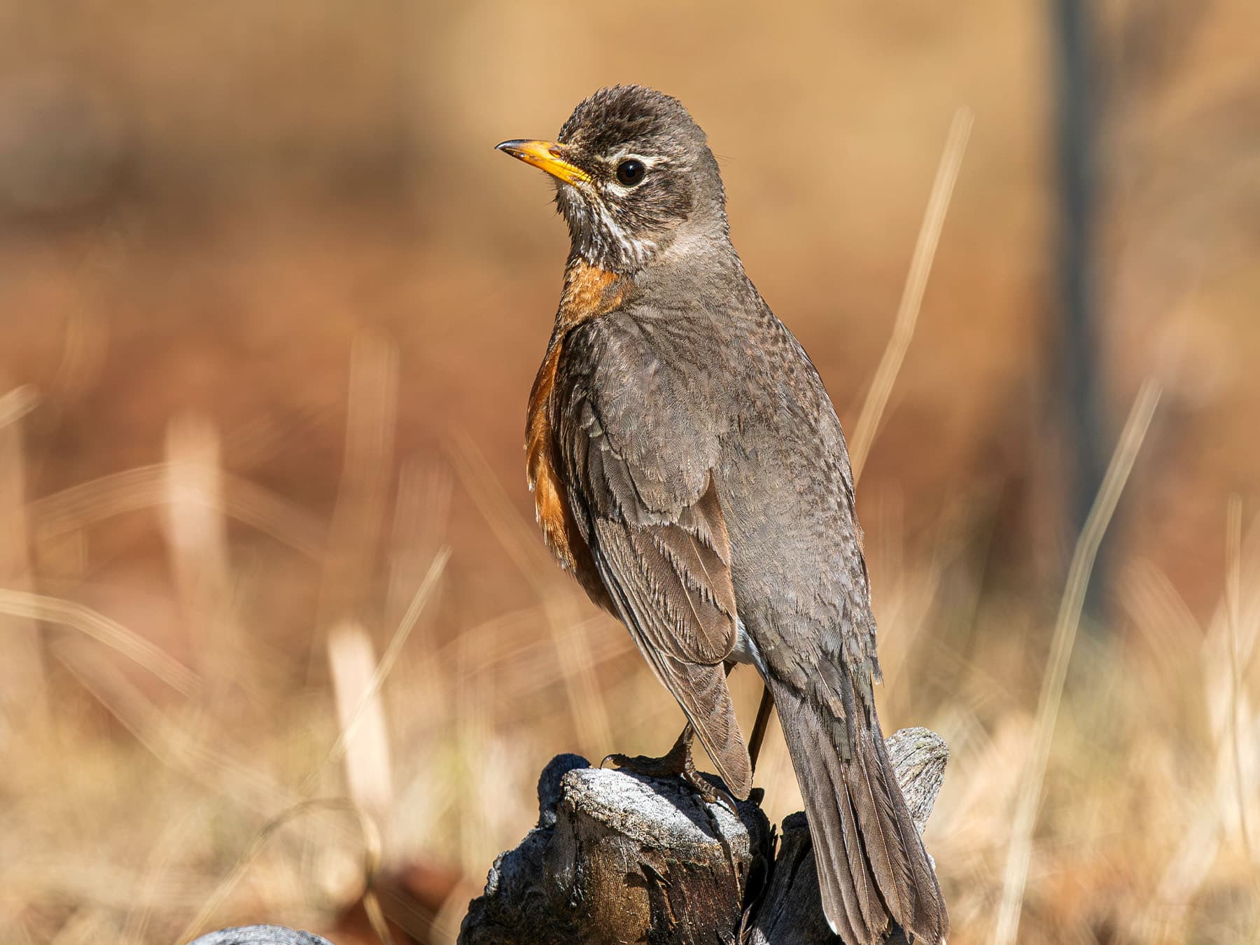 Female American Robin