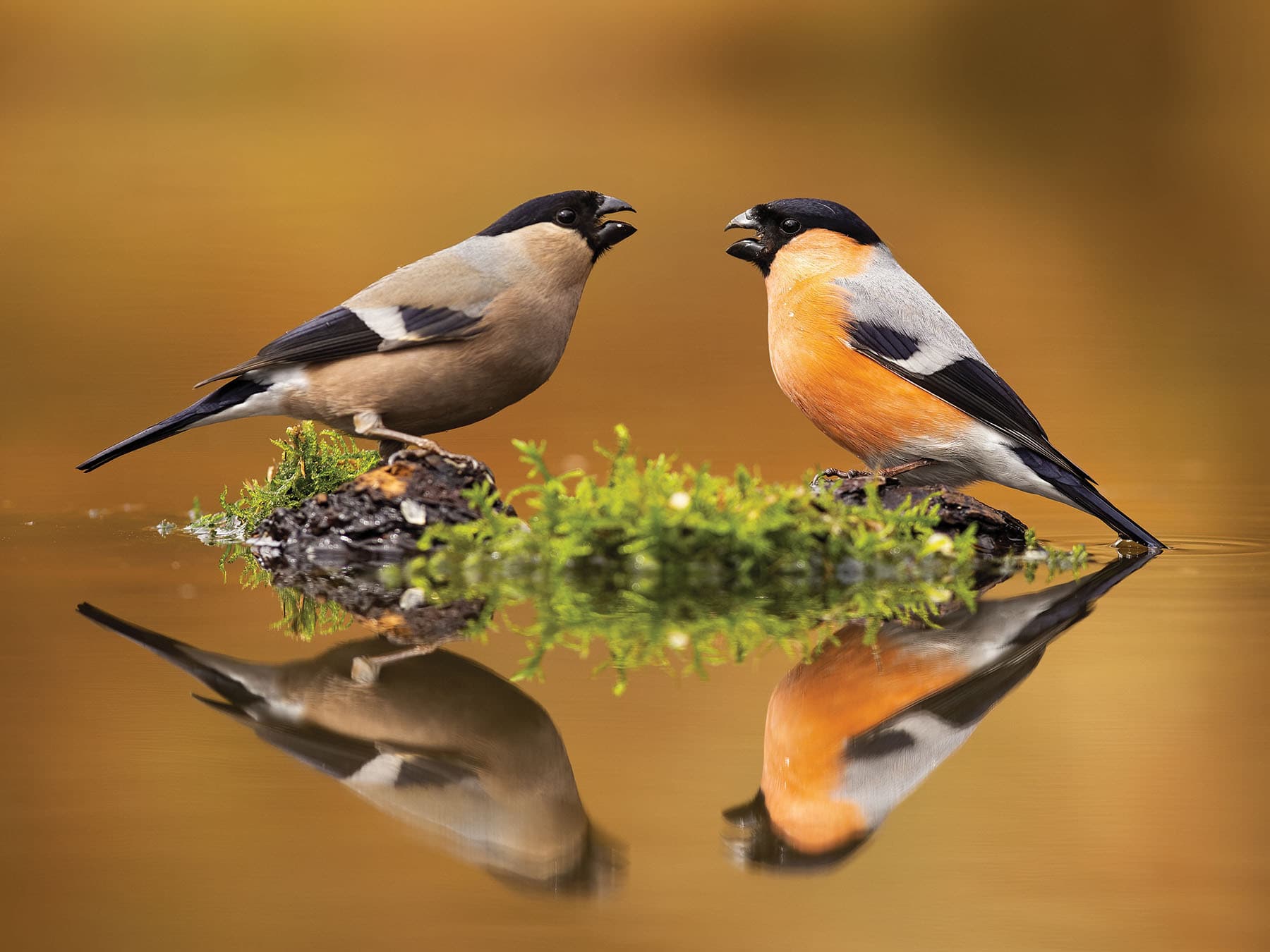 A female and a male Bullfinch on a mossy perch in a pool