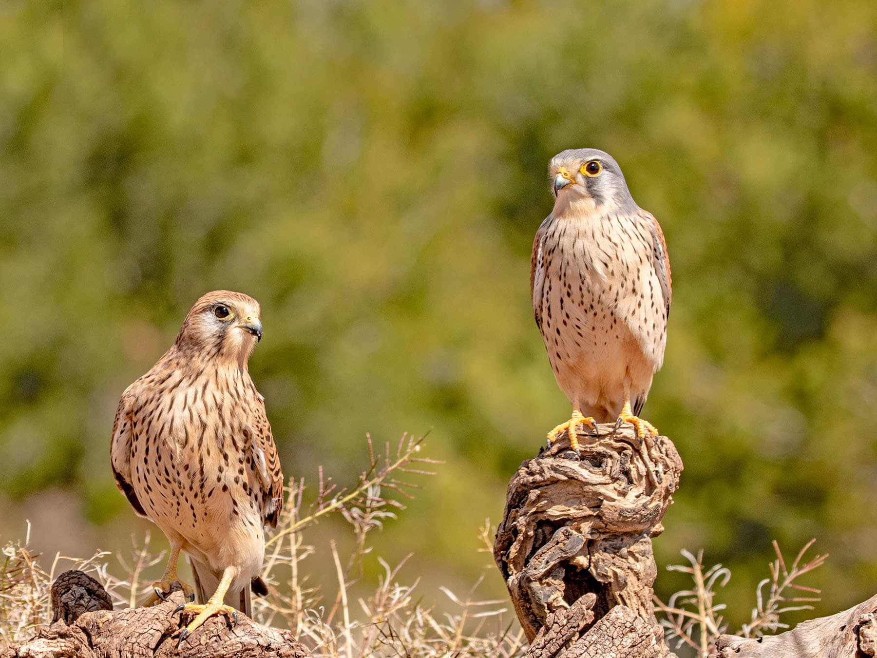 Female and male kestrels