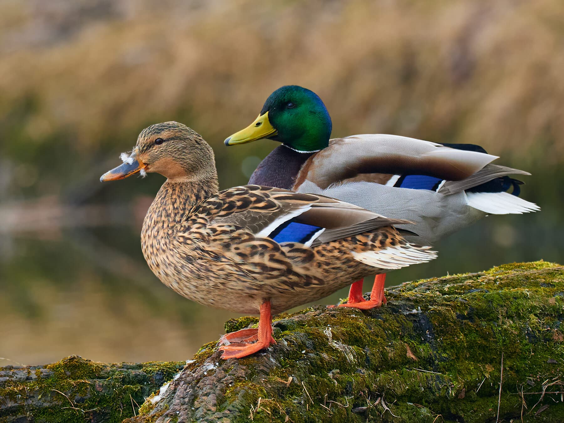 Female and male mallards