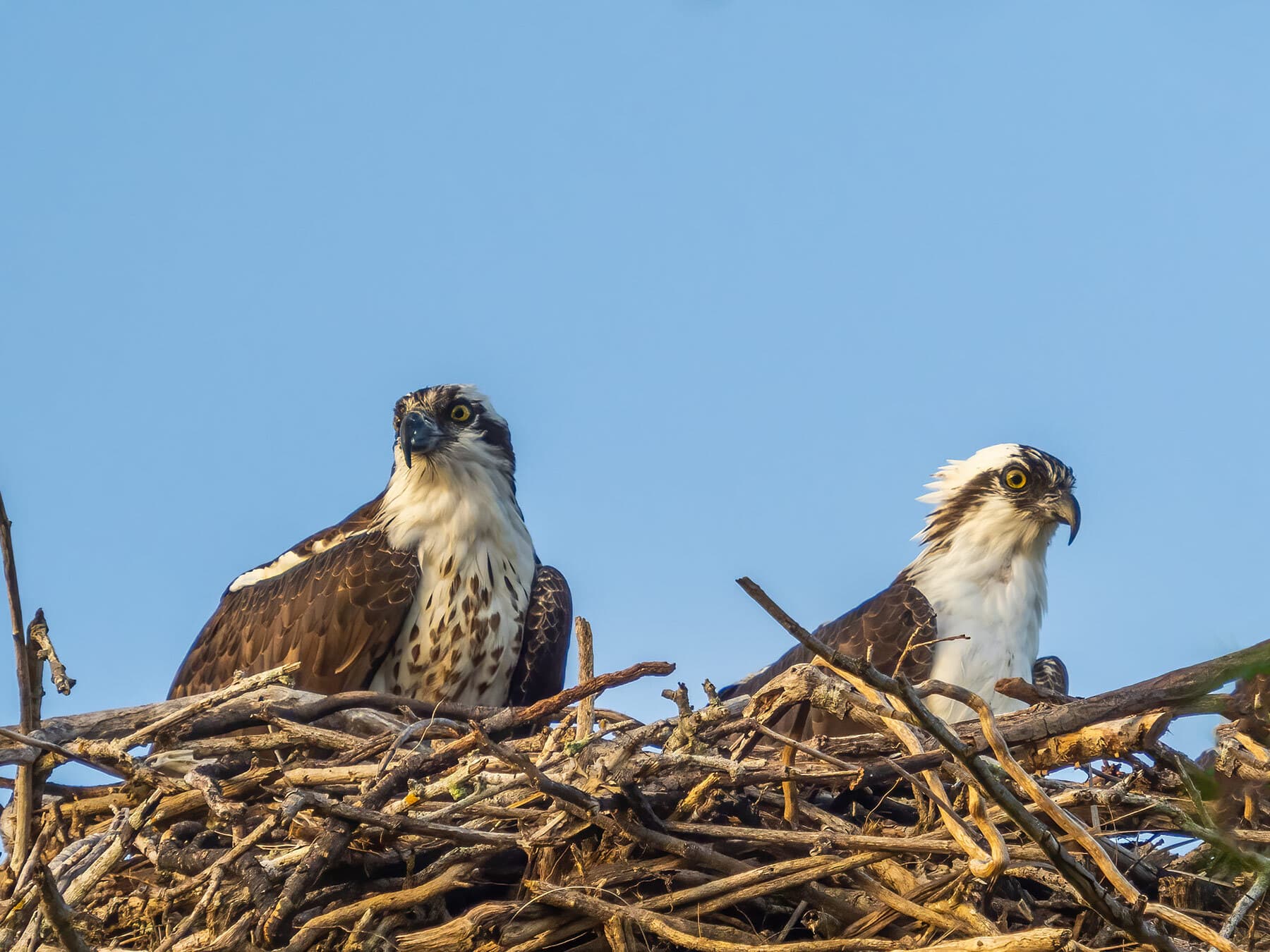 Female and male osprey