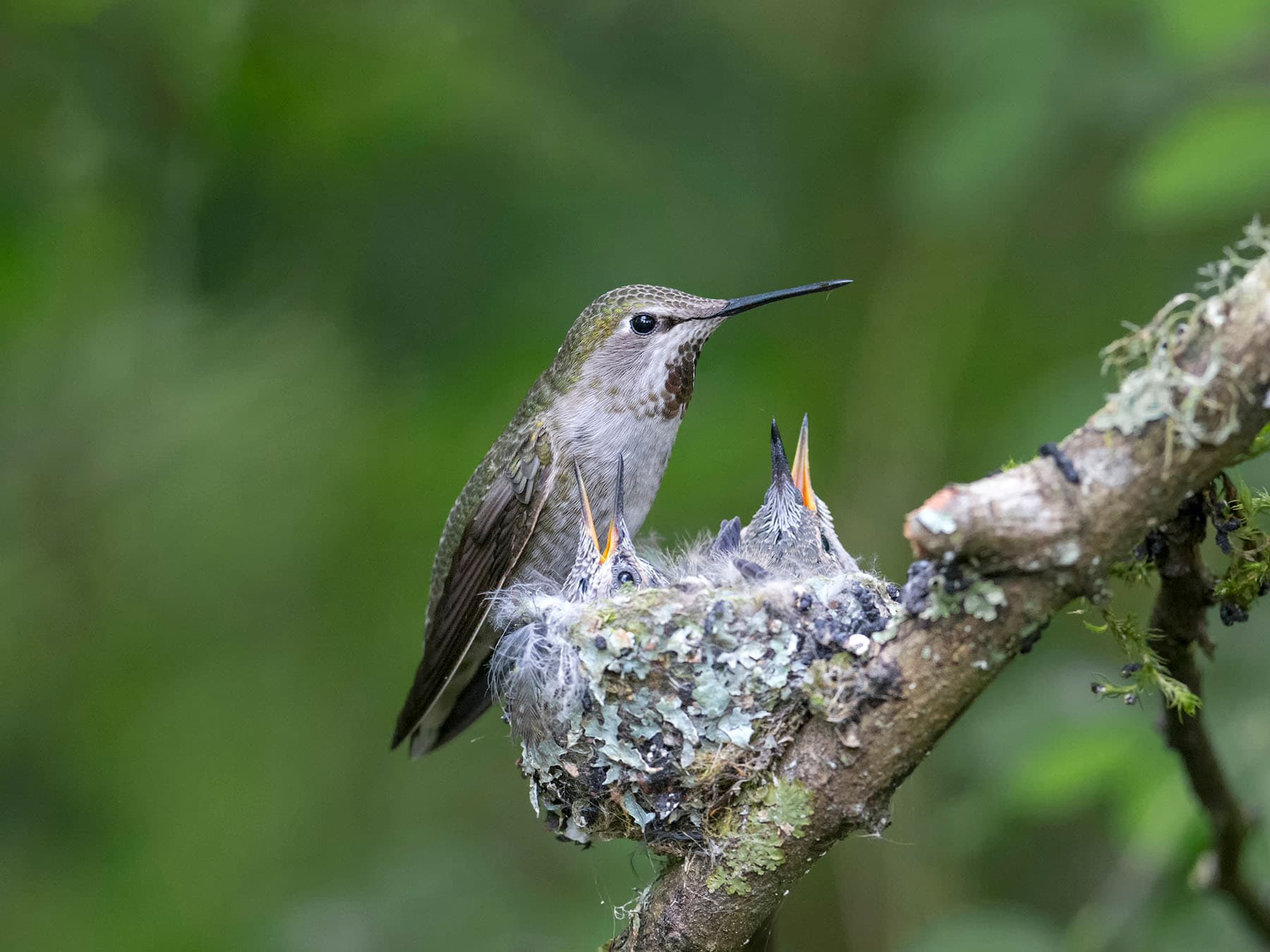 Female annas hummingbird at nest with young