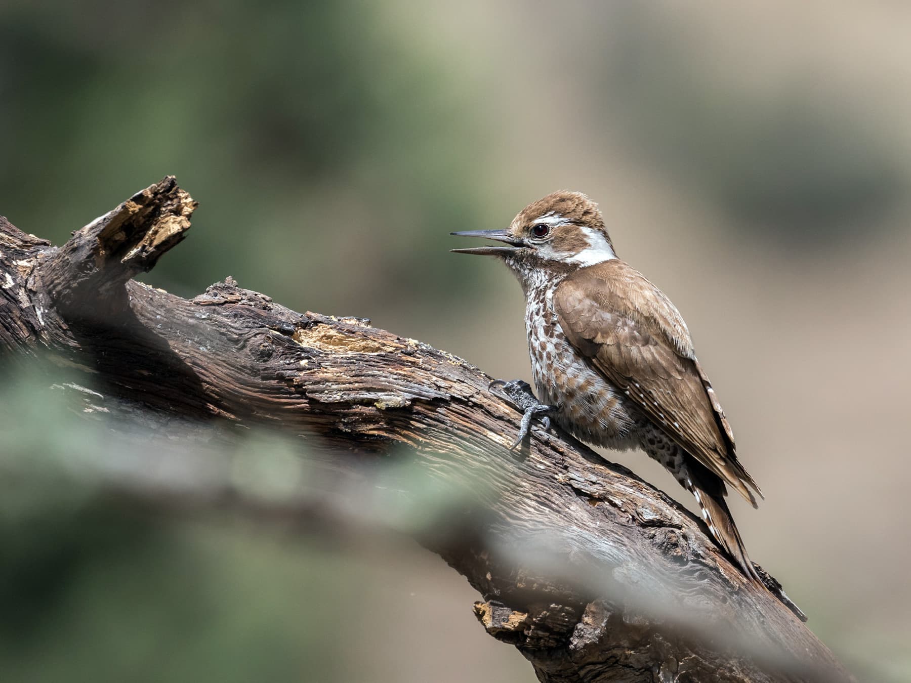 Female Arizona Woodpecker