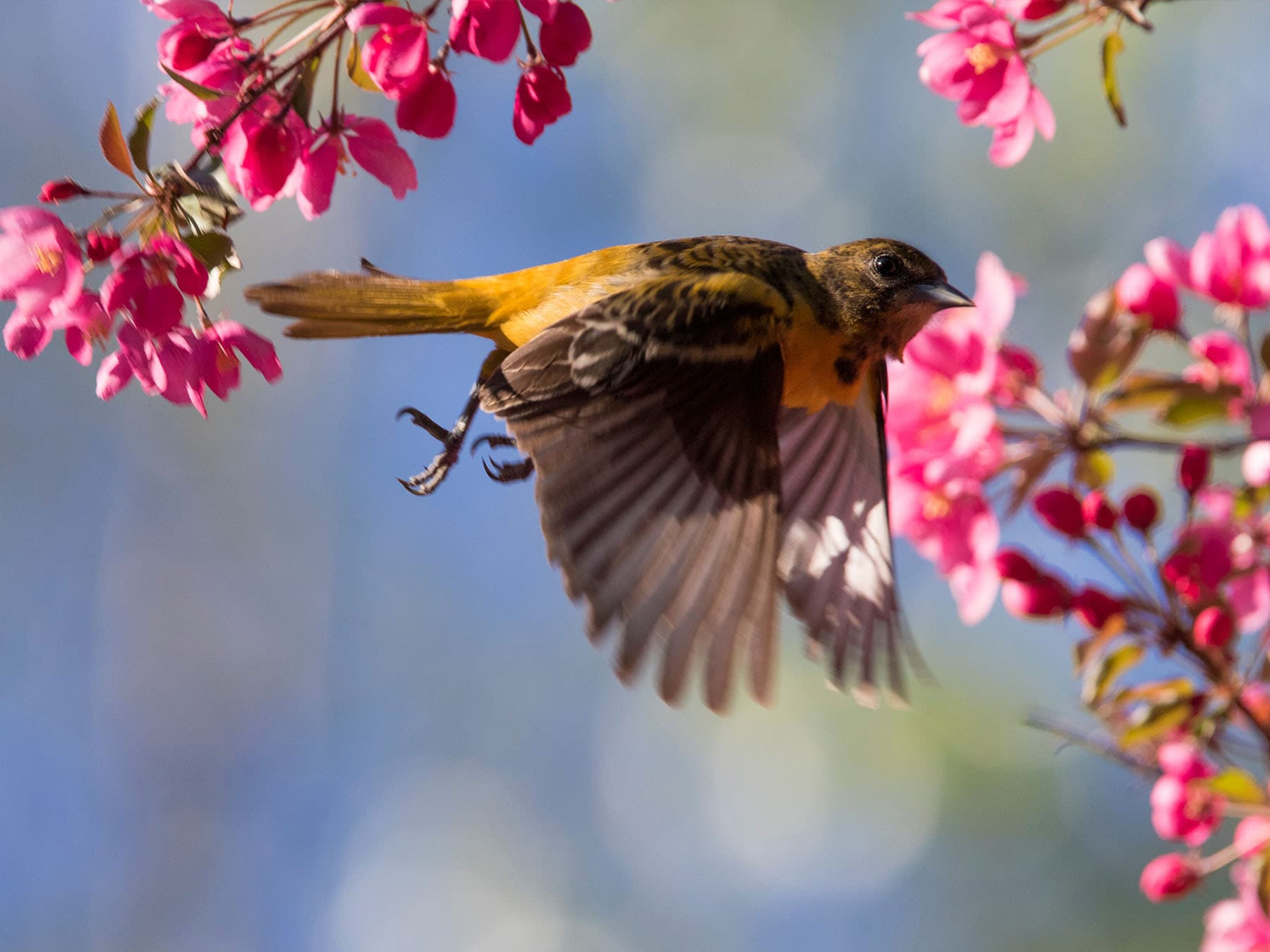 Female baltimore oriole taking off