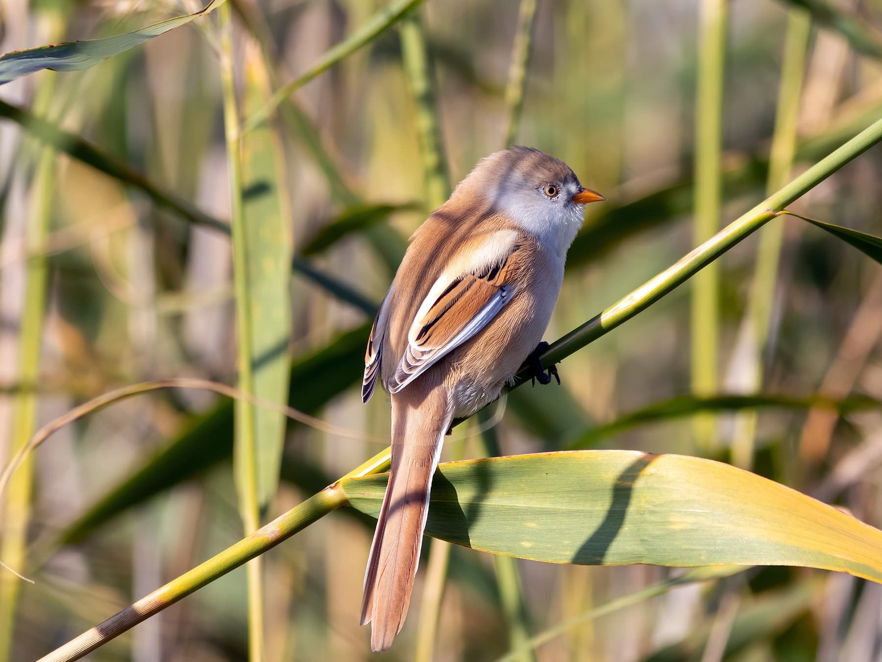 Female Bearded Tit in wetland habitat