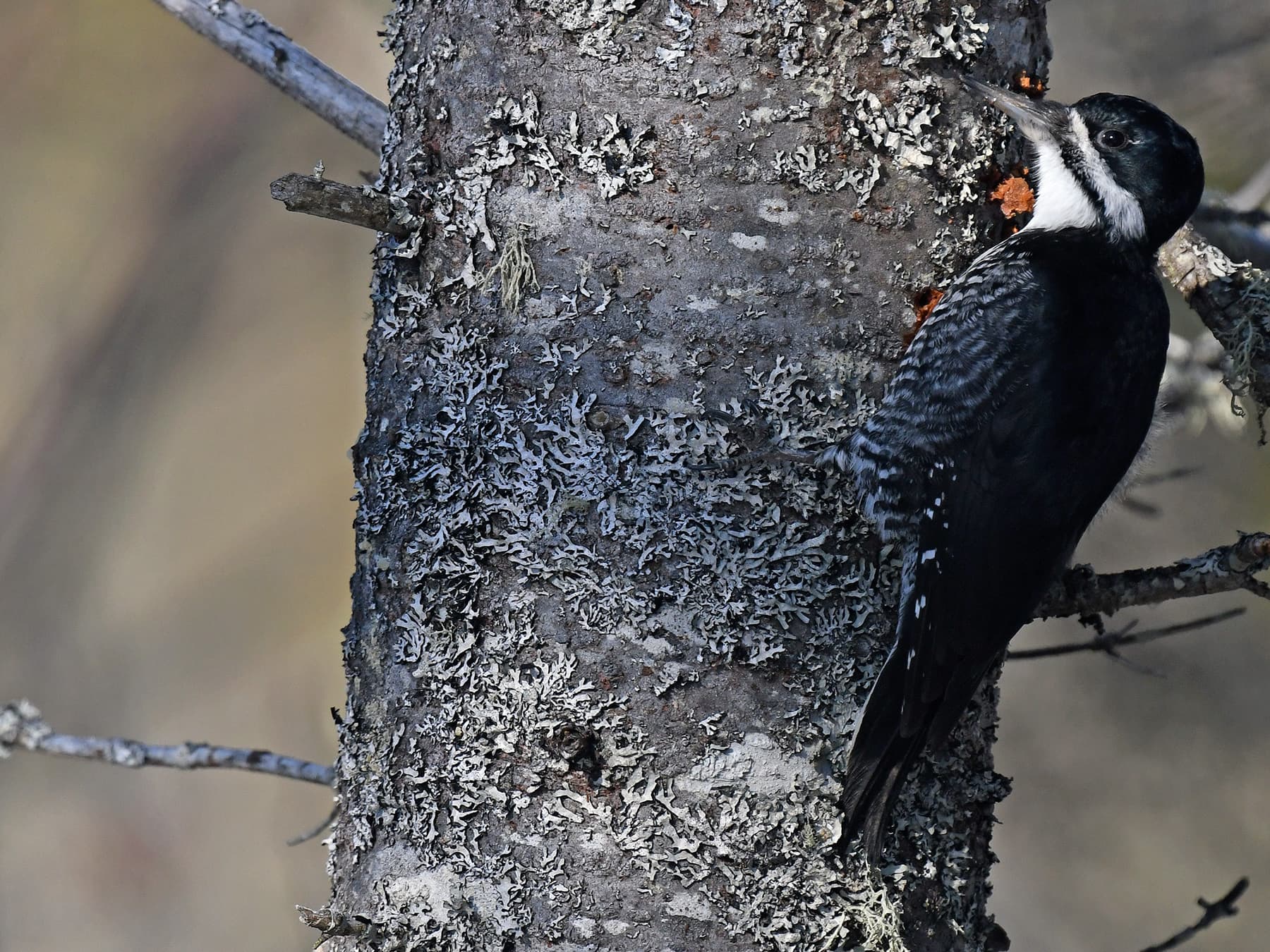 Female black backed woodpecker on spruce trunk