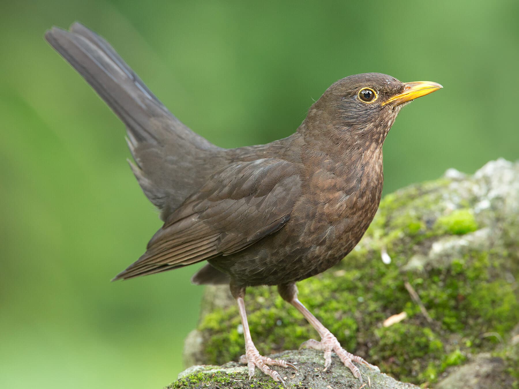 Female blackbird close up