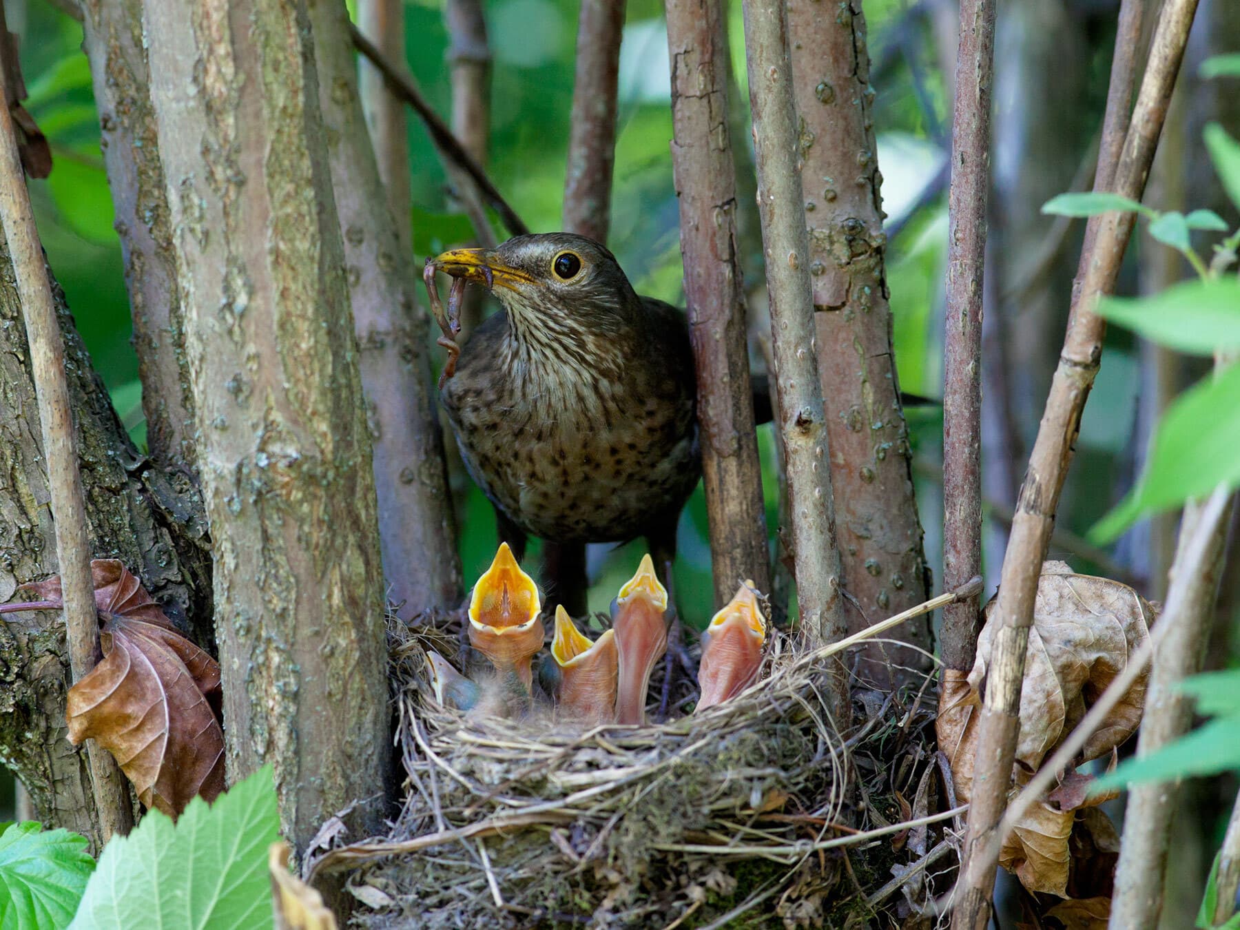 Female blackbird feeding chicks