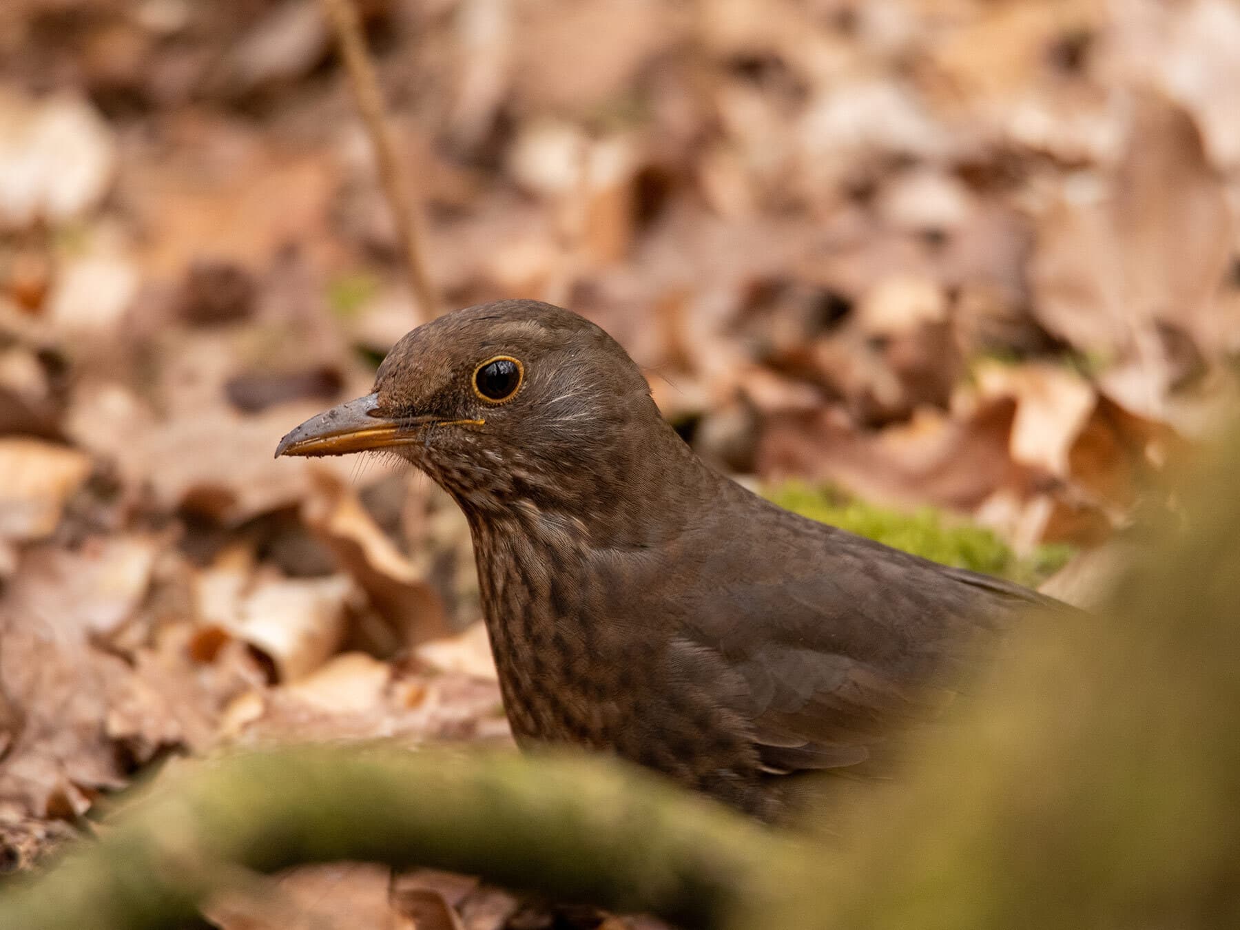 Female blackbird portrait