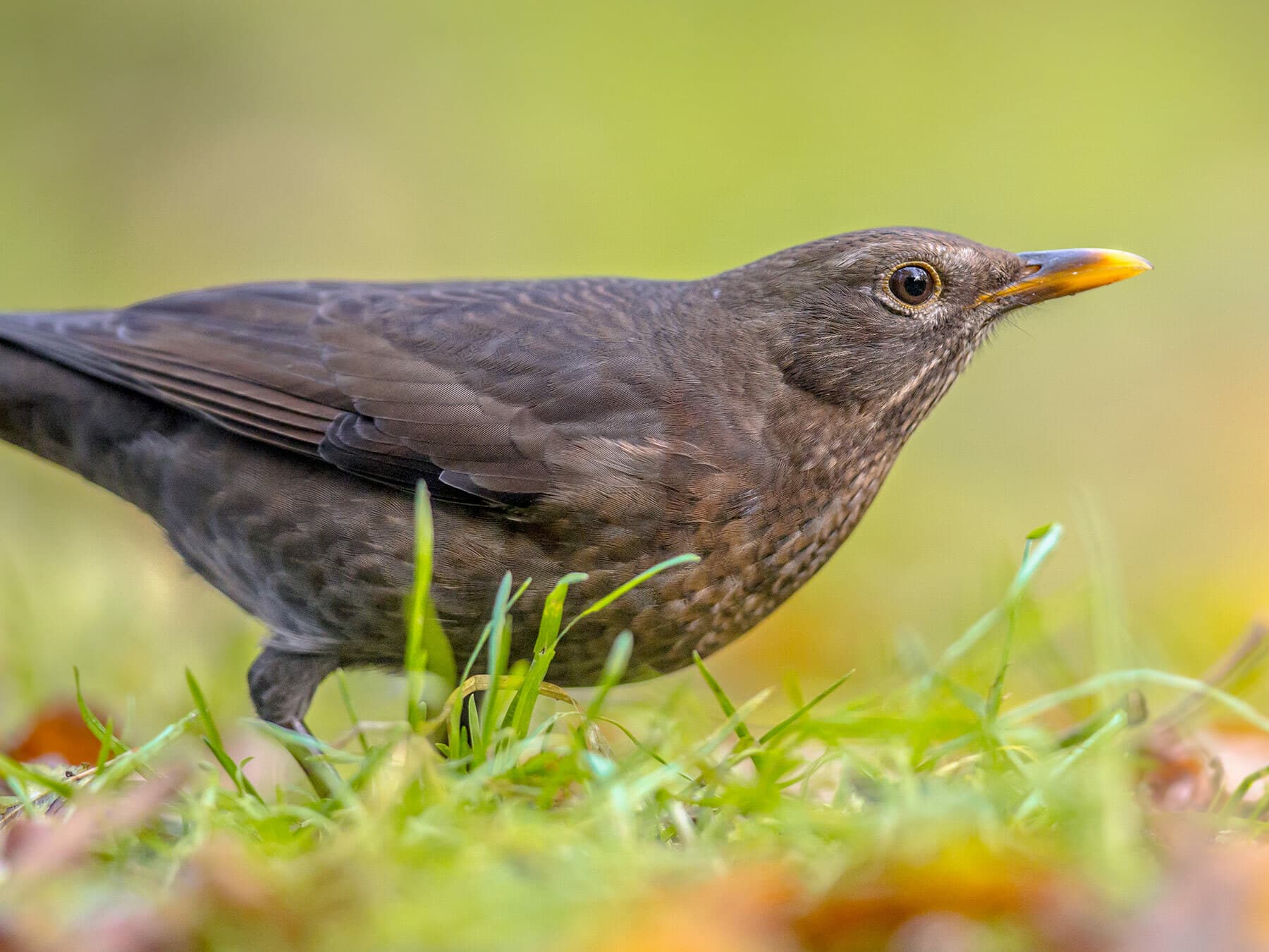 Female Blackbirds: Identifying Features And Behaviours
