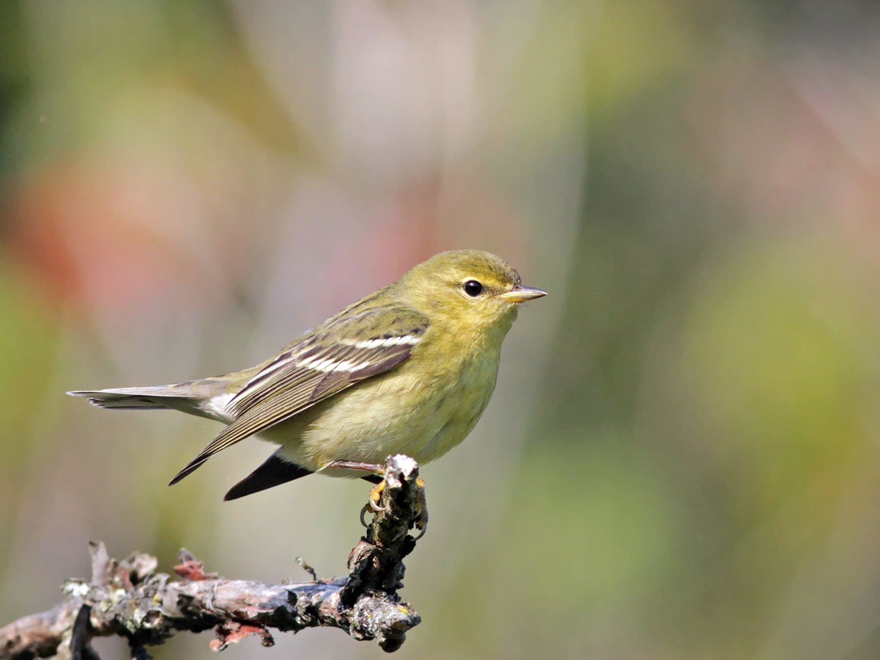 Female Blackpoll Warbler
