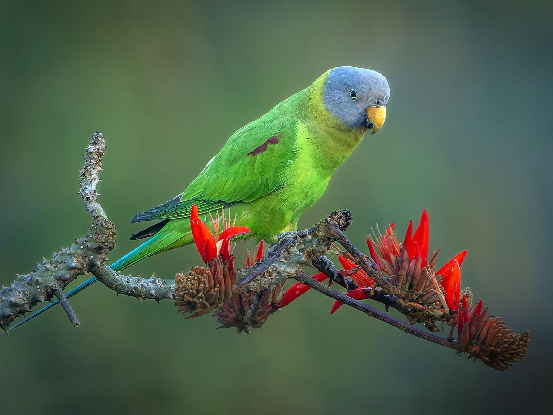 Female Blossom-headed Parakeet