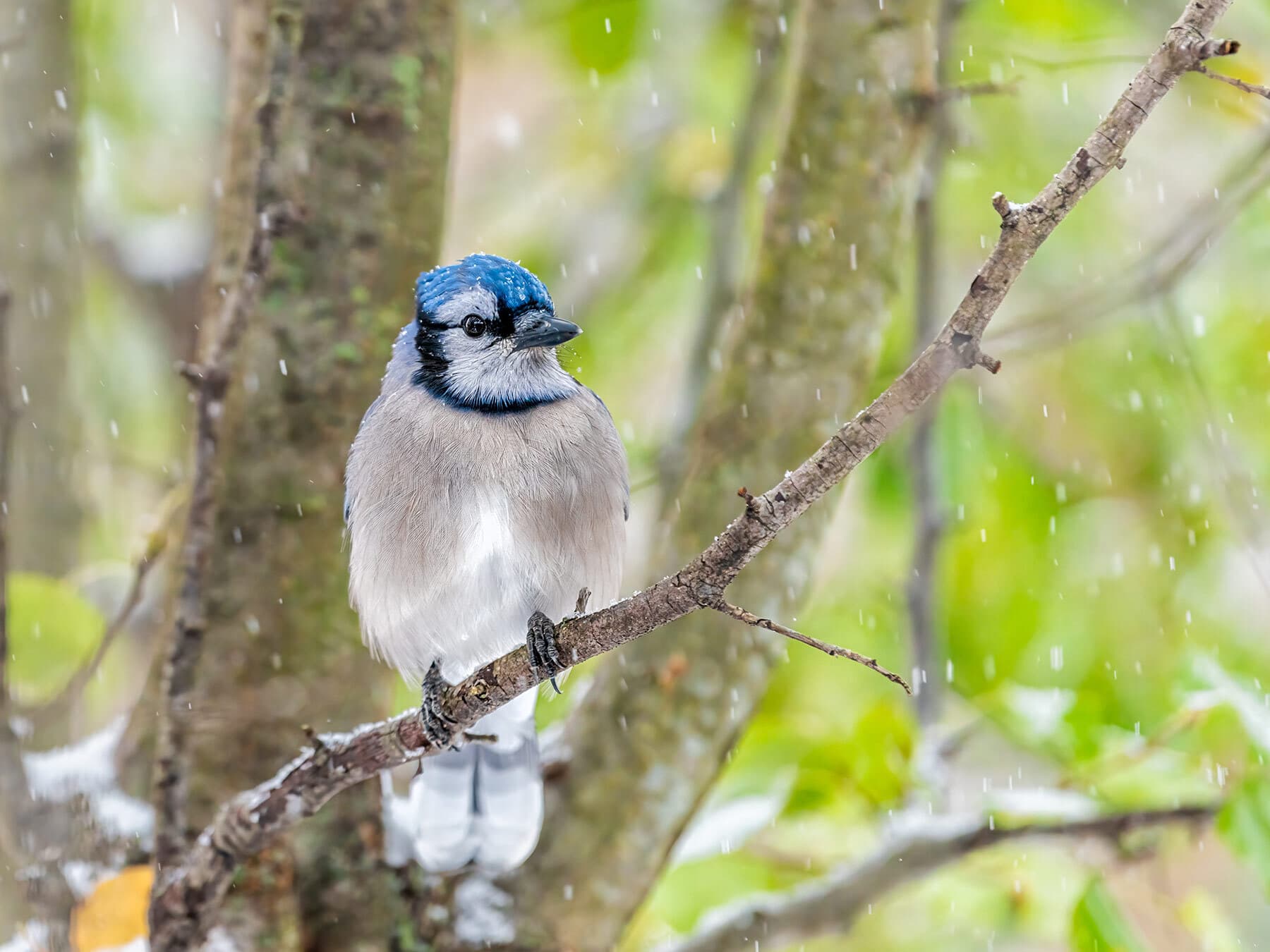 Female Blue Jays: A Complete Guide