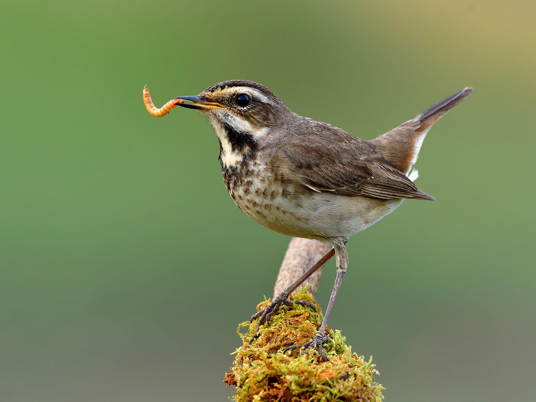 Female bluethroat feeding on meal worm