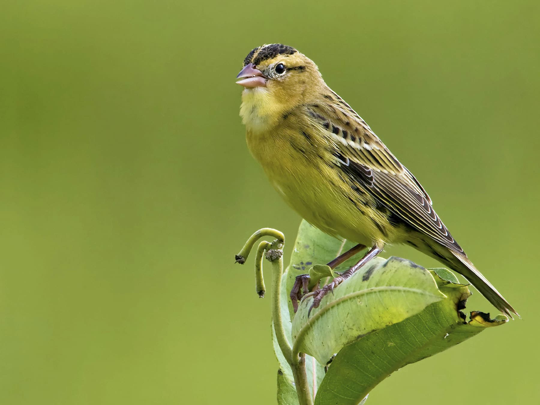 Female Bobolink