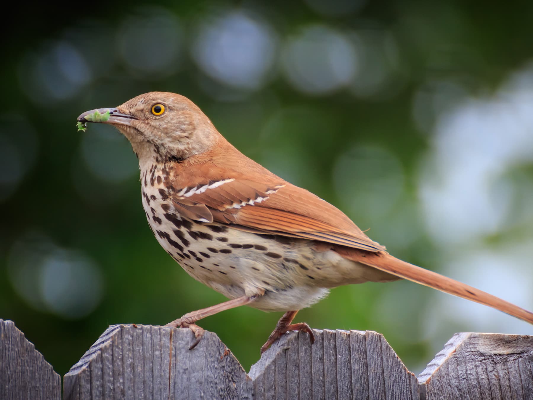 Female Brown Thrashers (Male vs Female Identification)