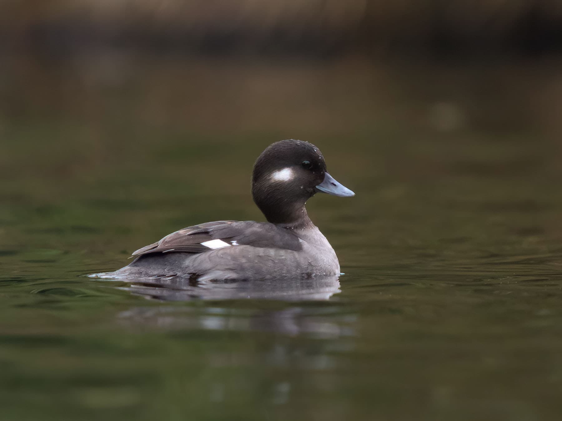 Female bufflehead swimming