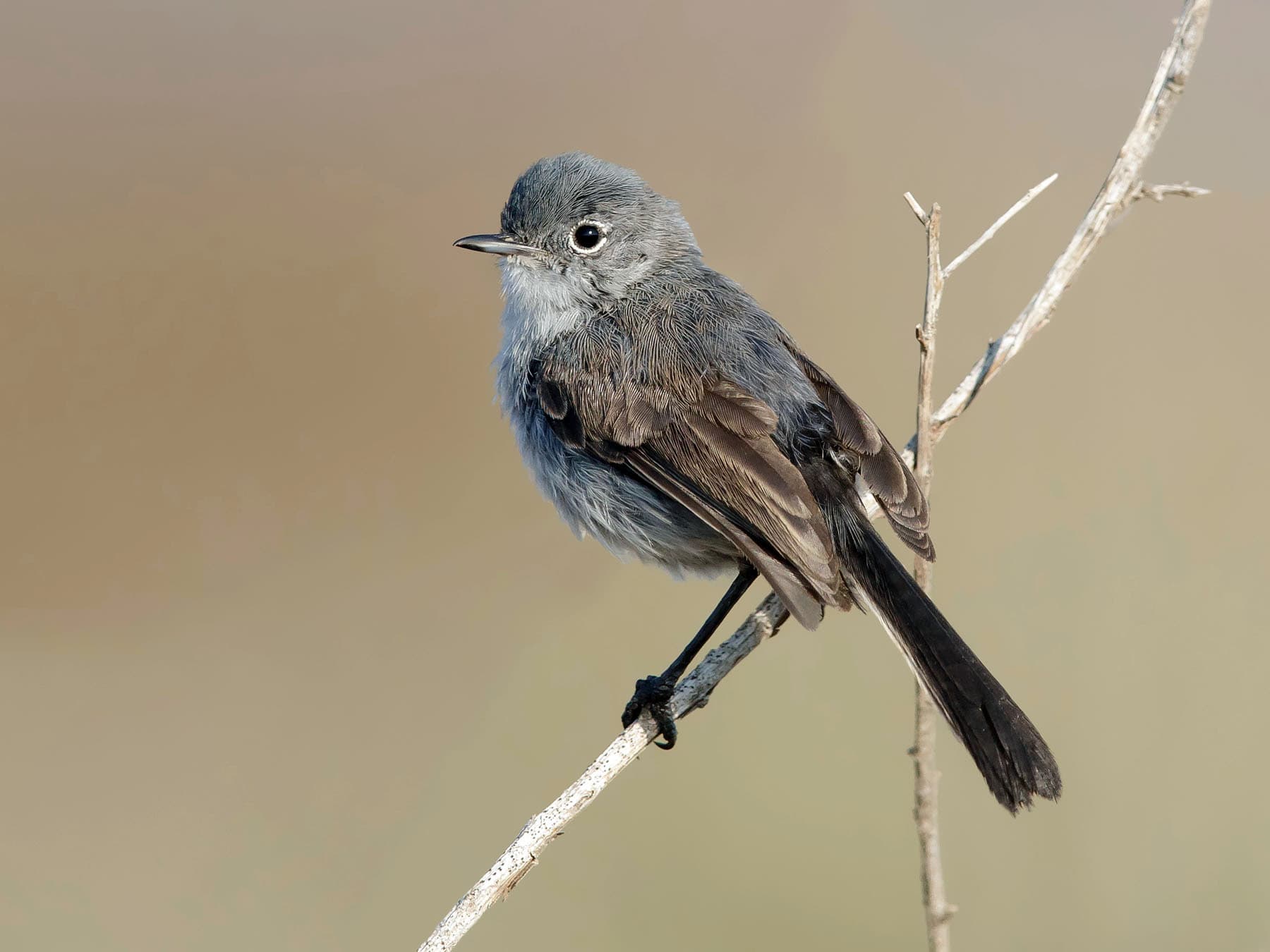 Female California Gnatcatcher