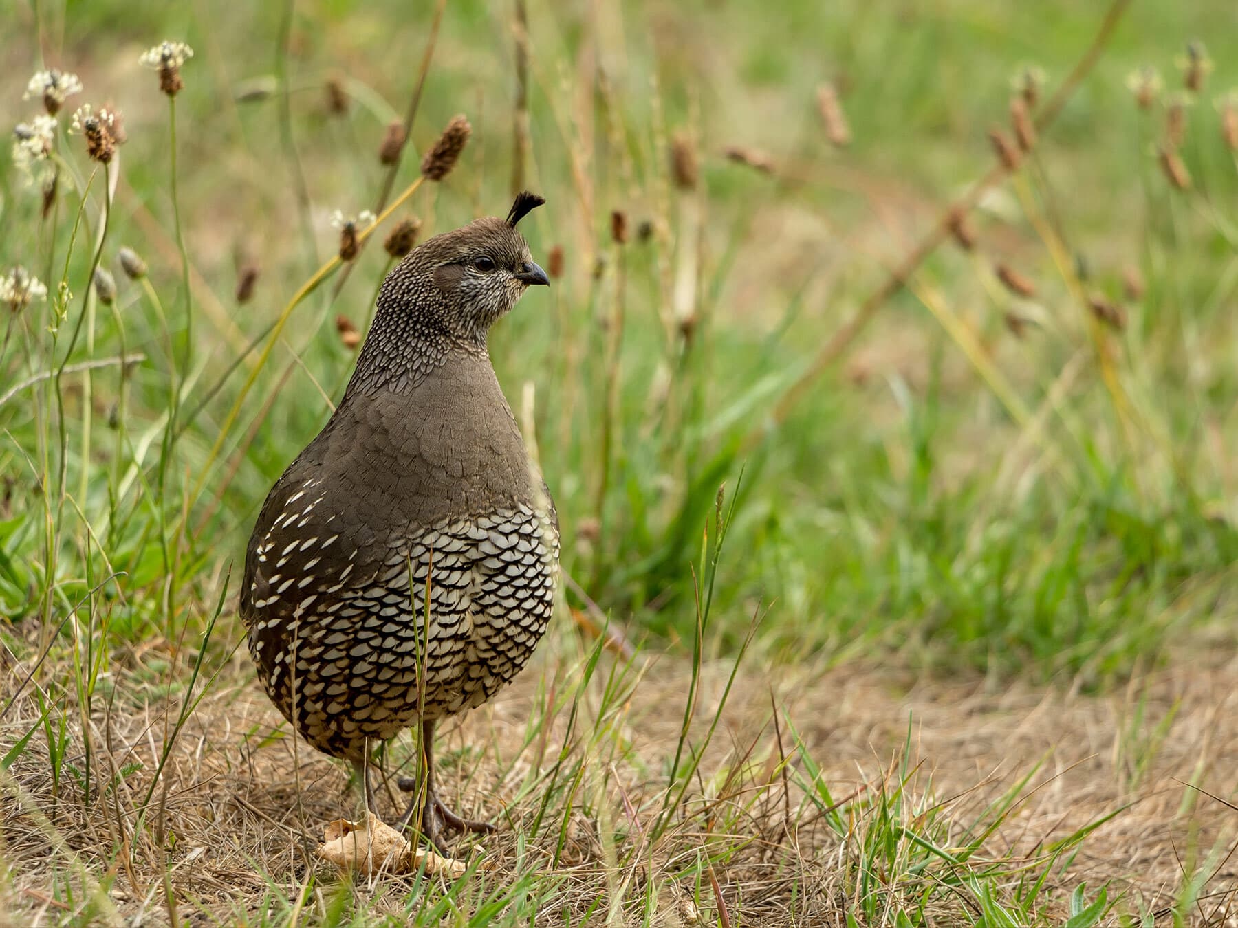 Female california quail wild