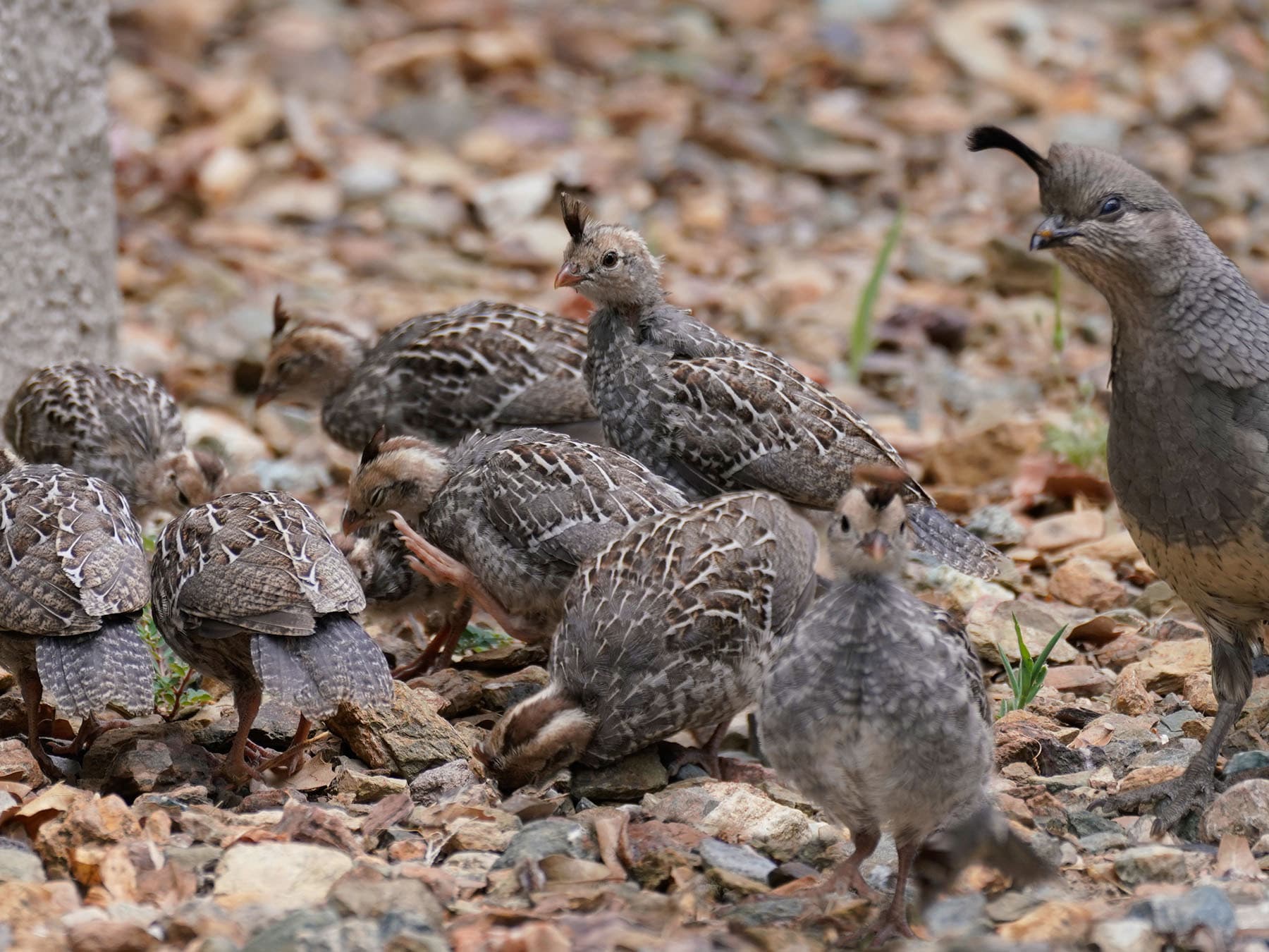 Female california quail with chicks