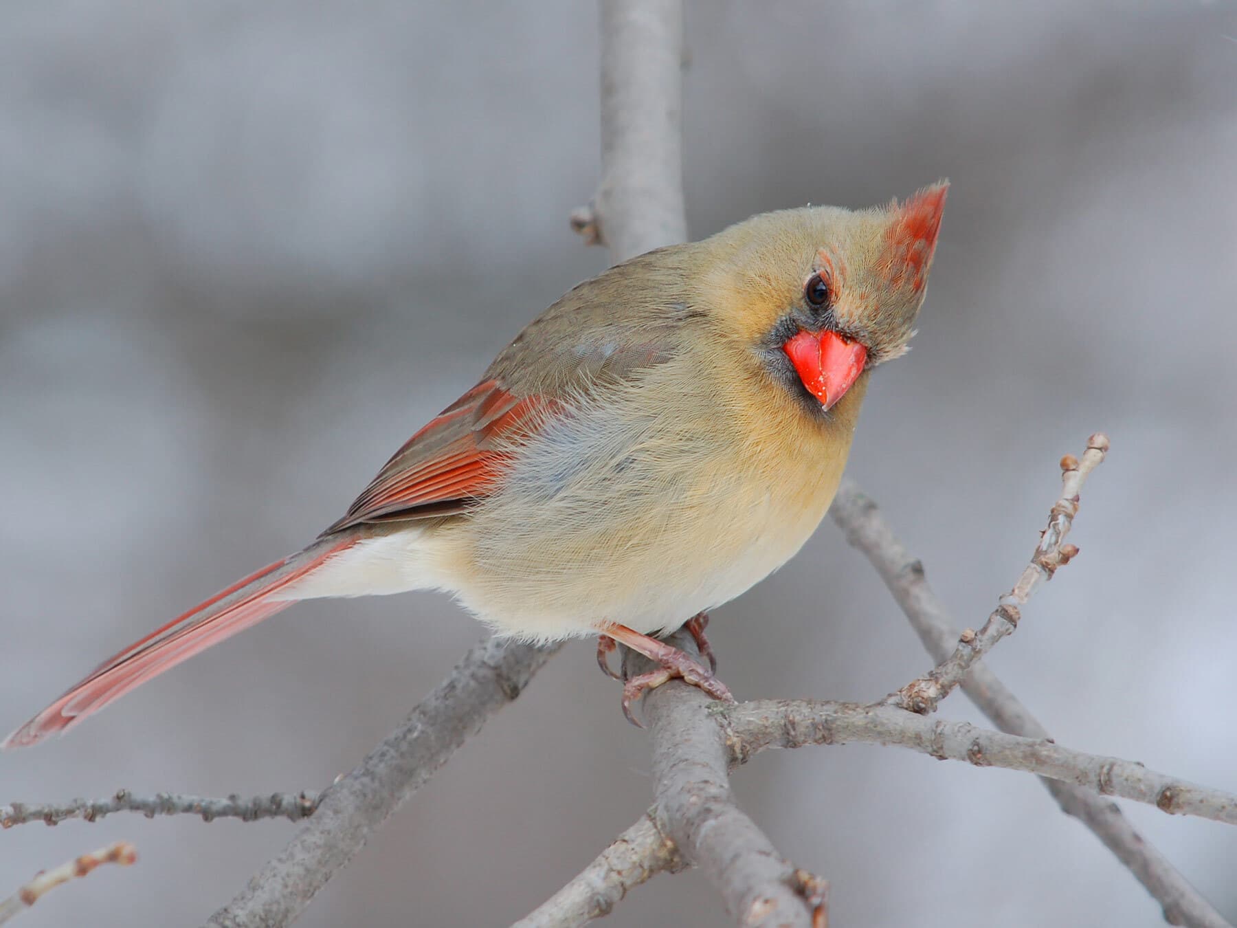 Female cardinal during winter