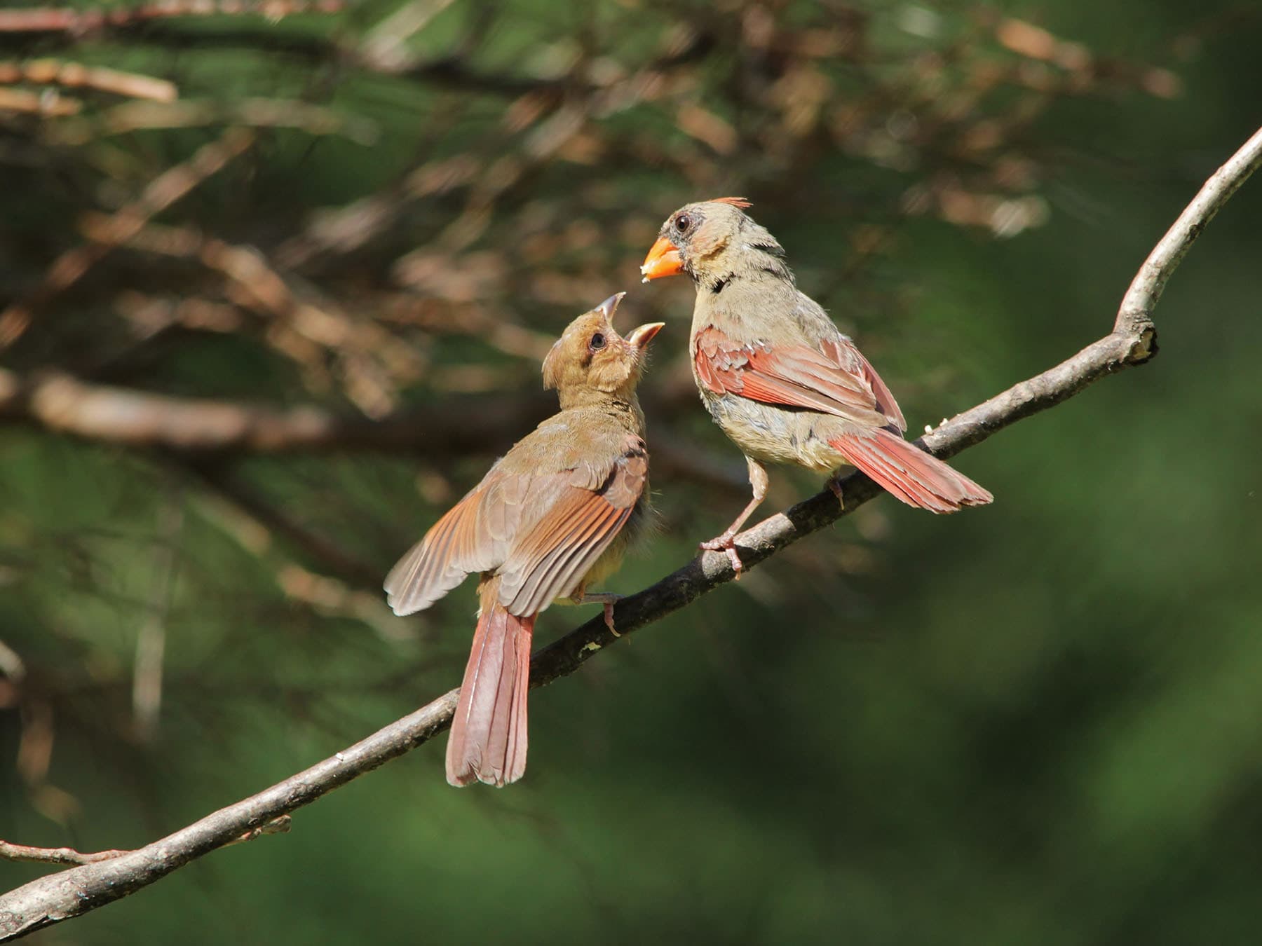 Female cardinal feeding fledgling
