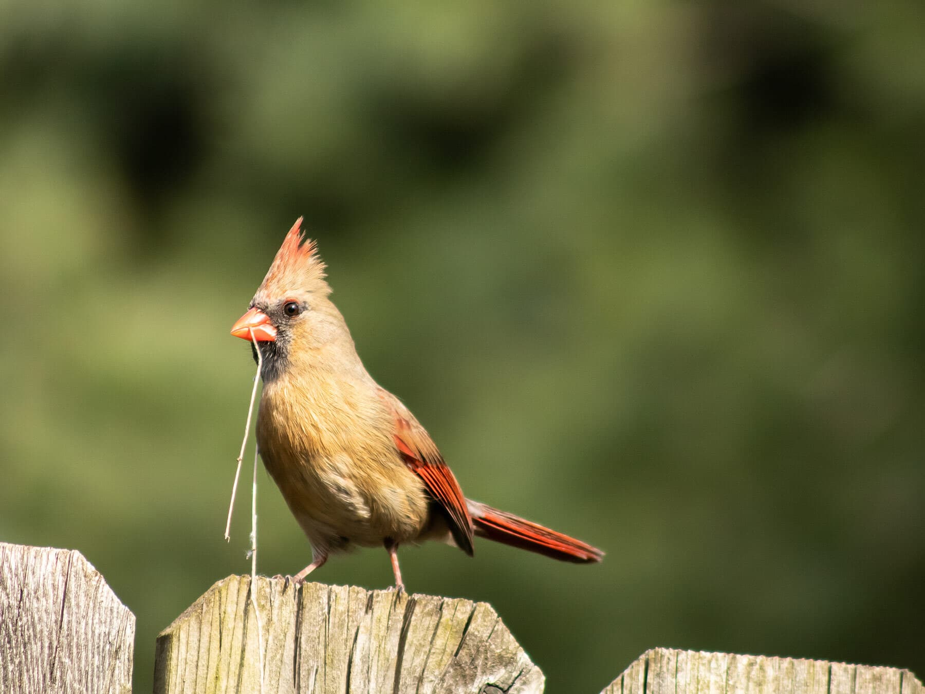 A female cardinal carrying nesting material on a fence