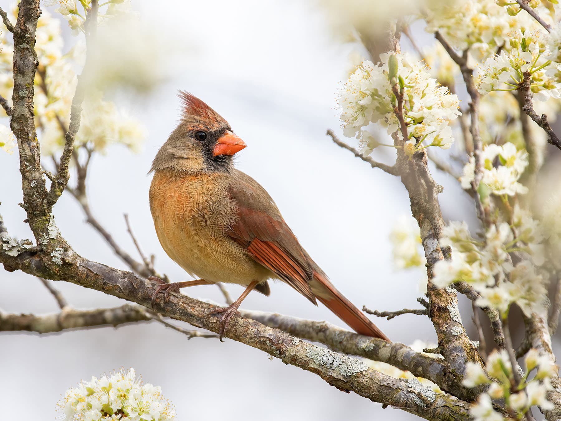 Female cardinal perched