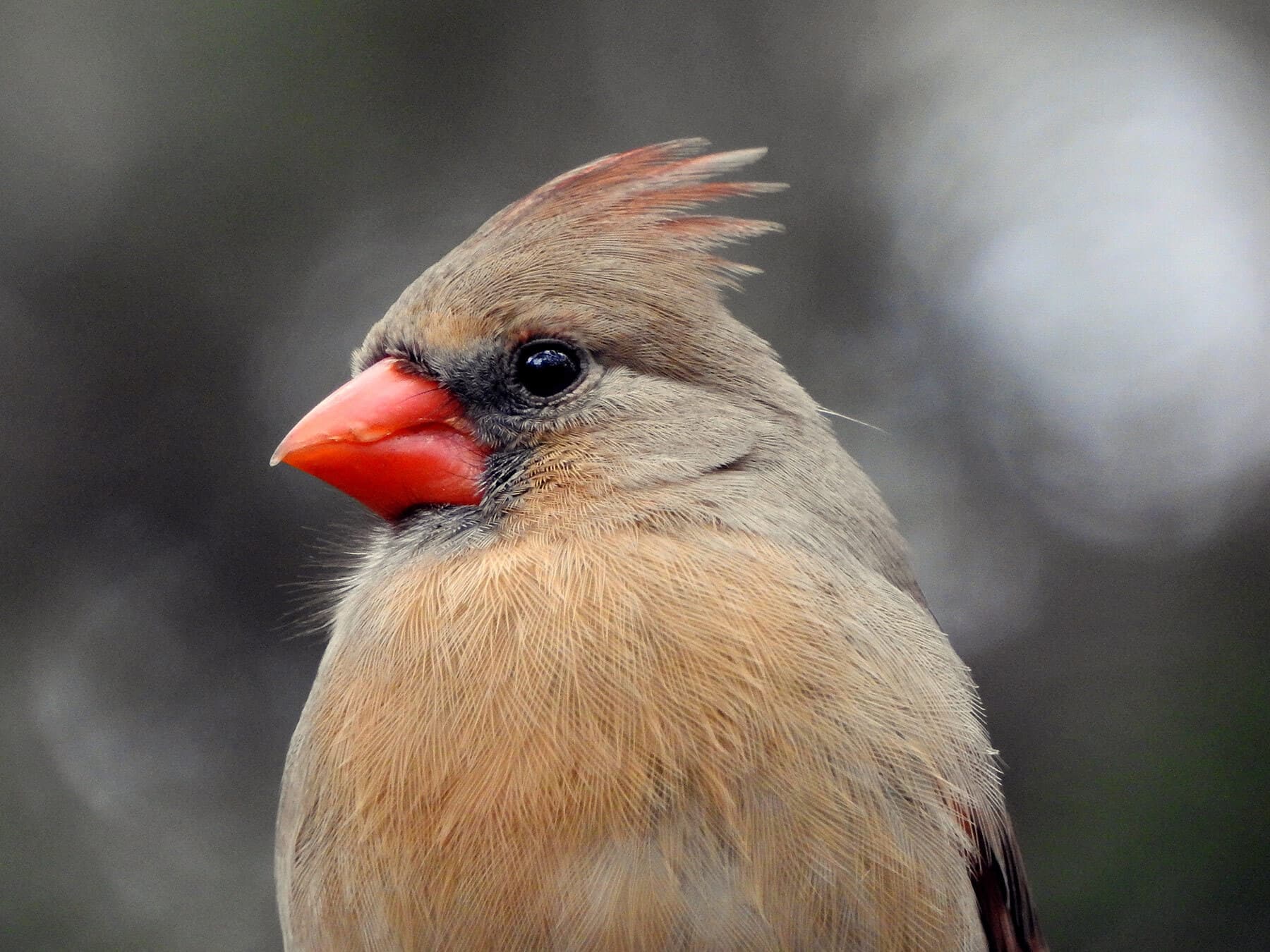 A female cardinal close up: tan face, dark mask and a red-orange bill