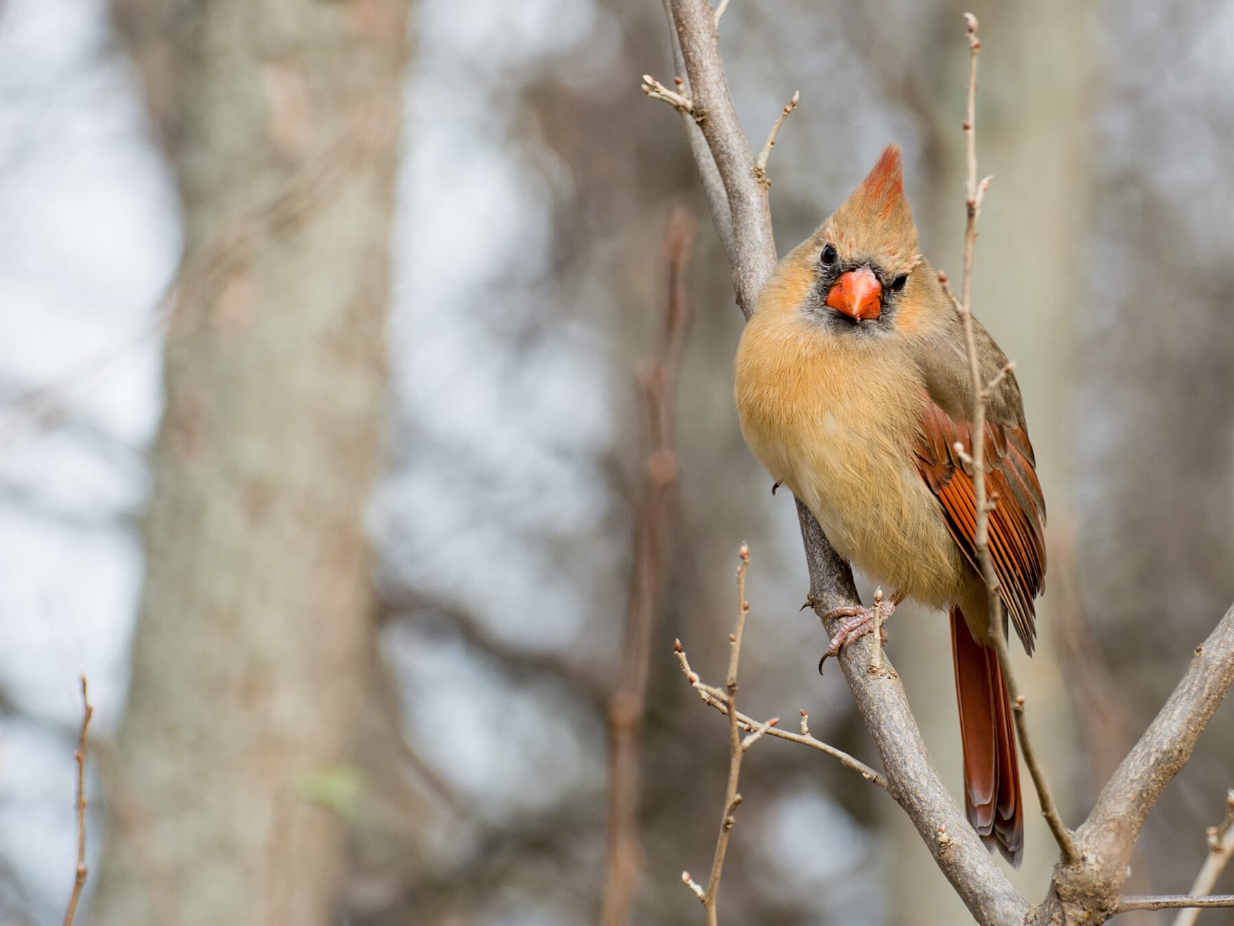 Female cardinal