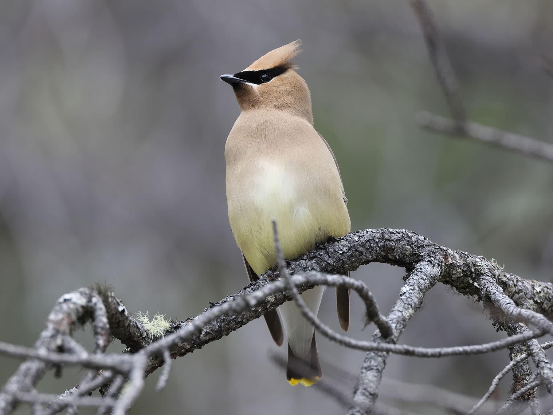 Female cedar waxwing