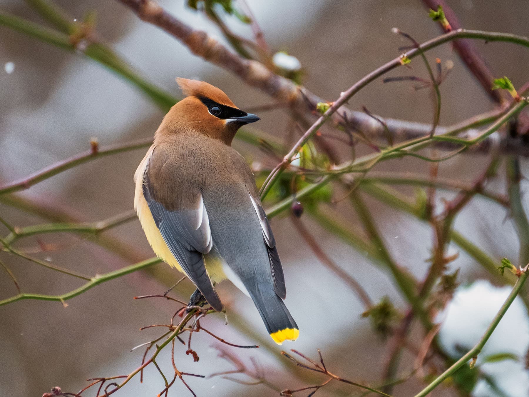 Female Cedar Waxwings (Male vs Female Identification)