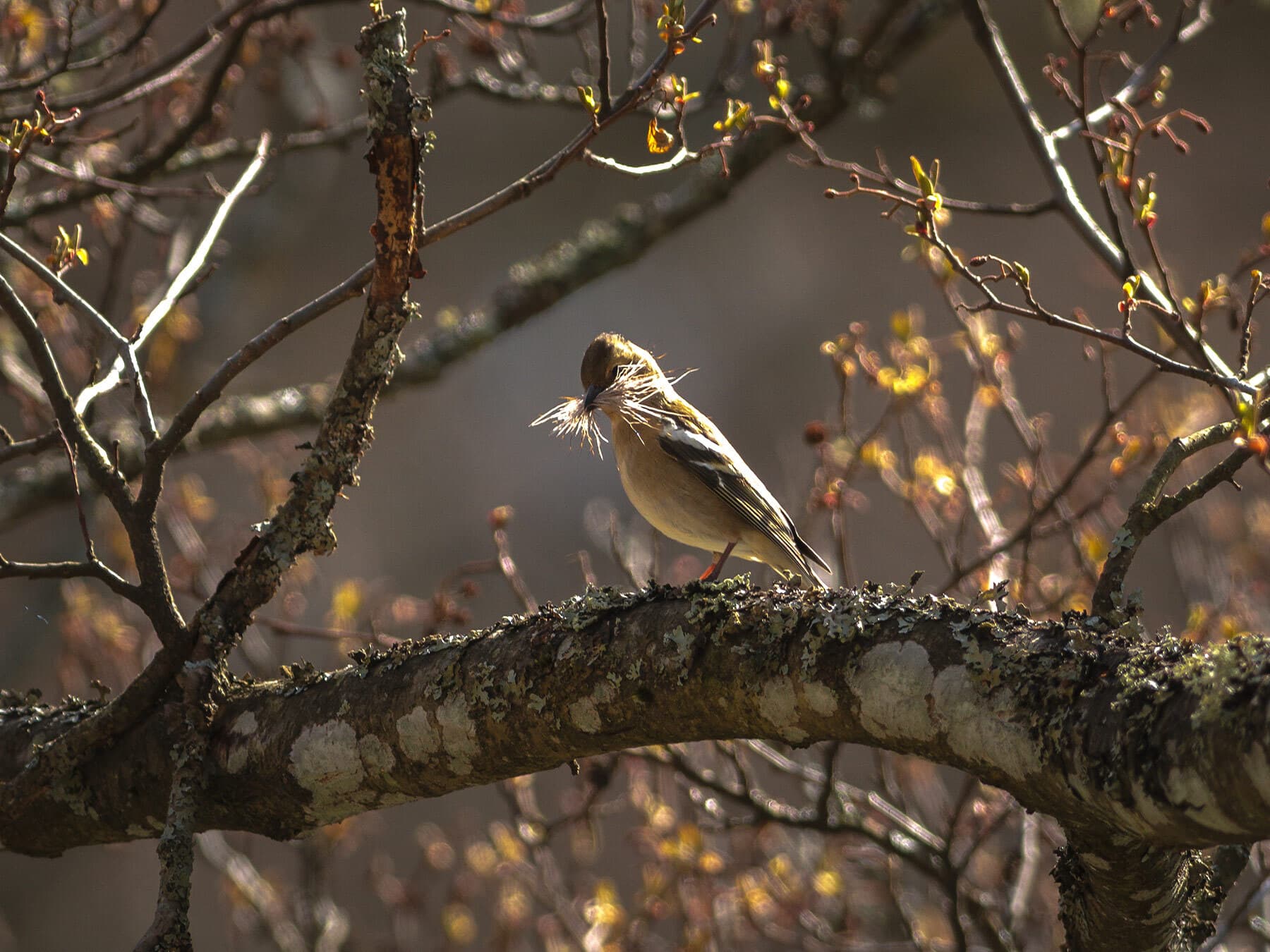 Female chaffinch nesting material