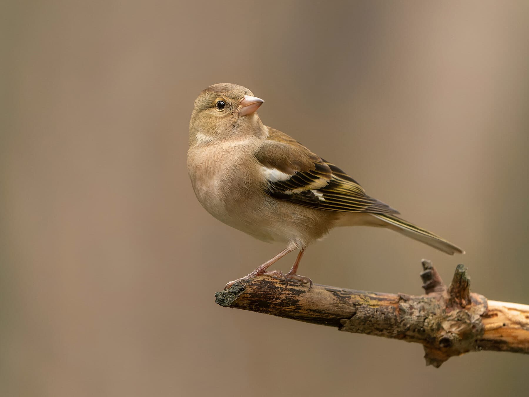 Female chaffinch perched on branch