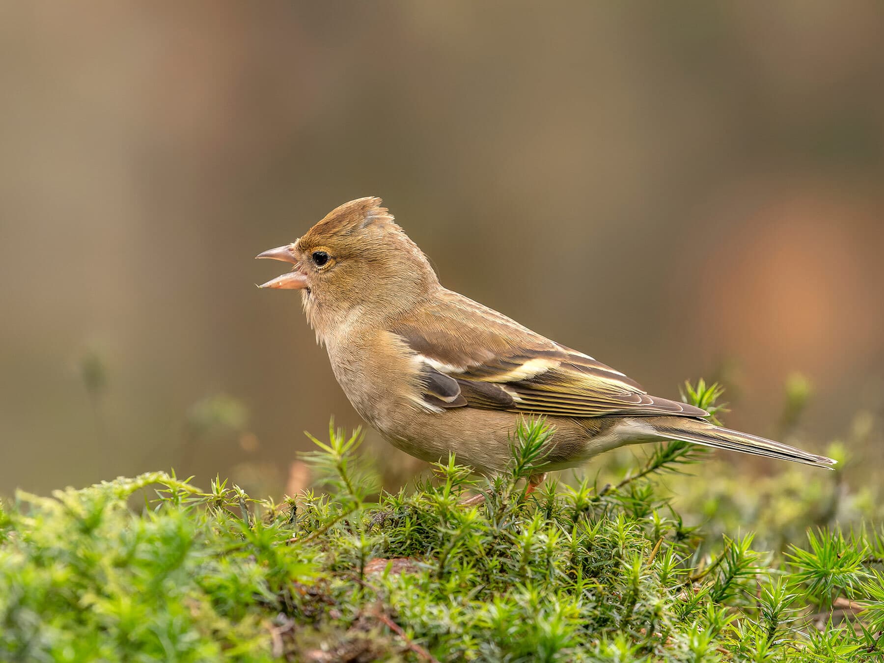 Female chaffinch singing