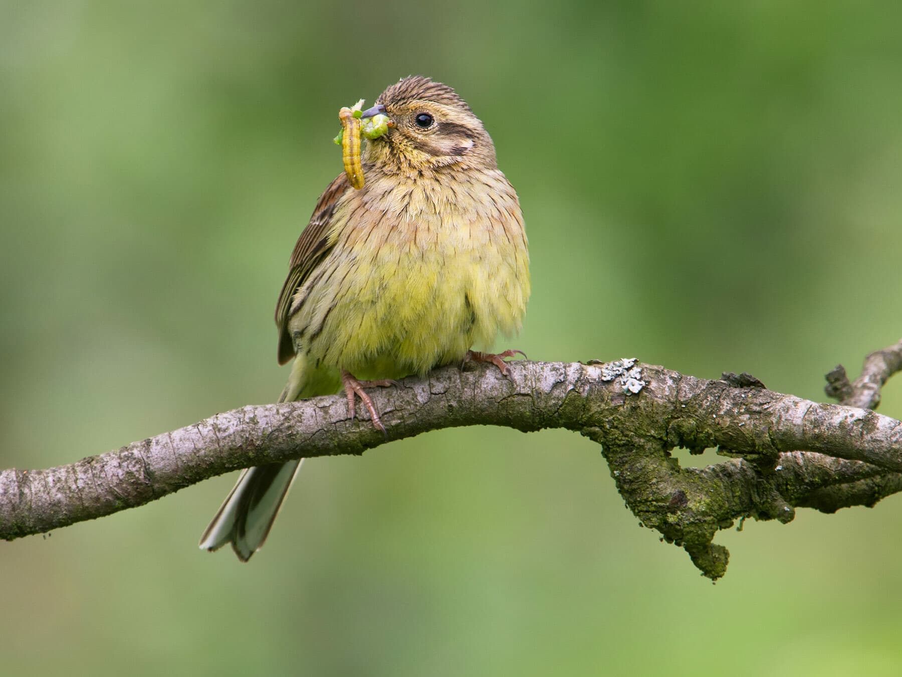 Female Cirl Bunting