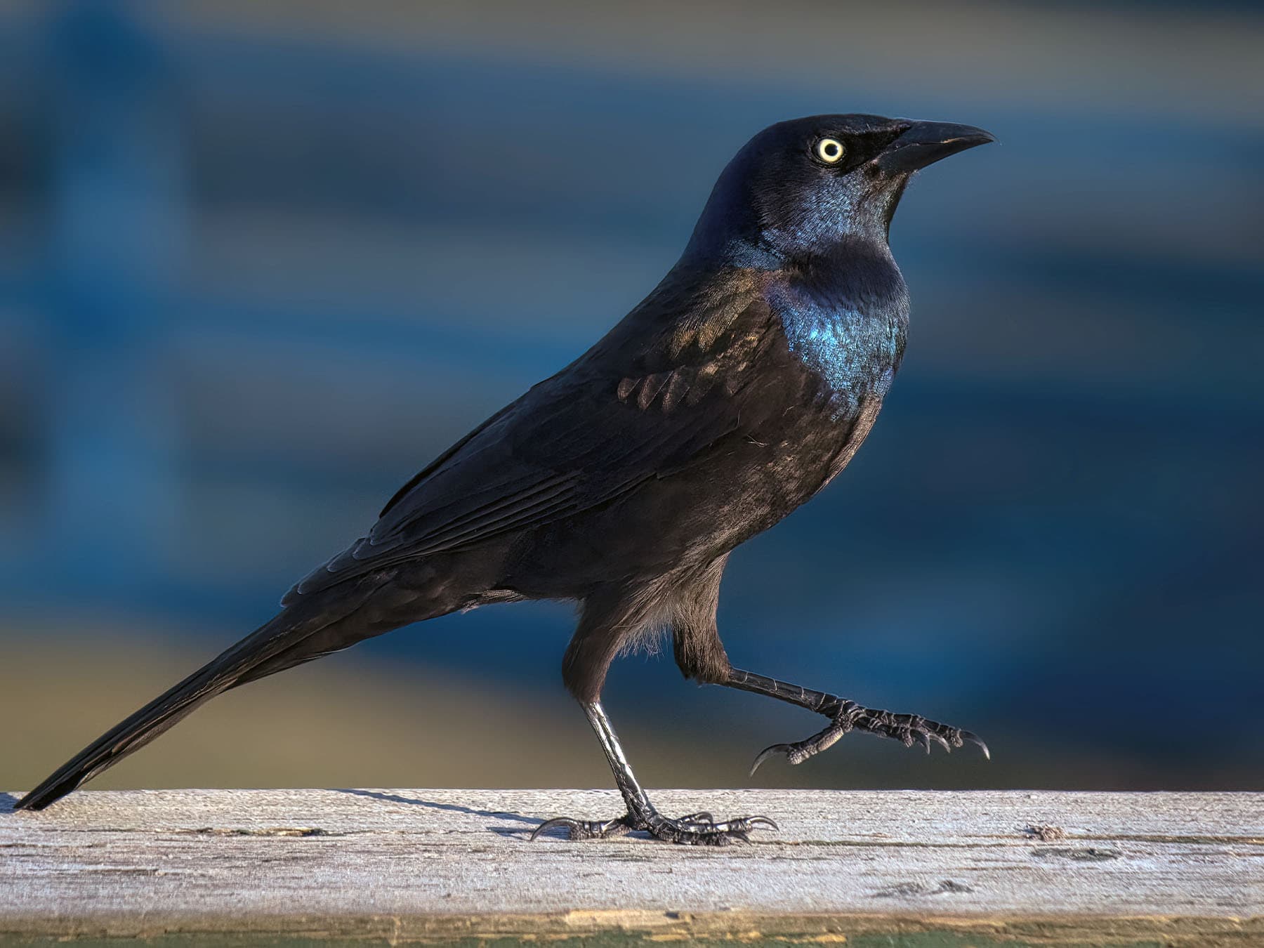 Female Common Grackle
