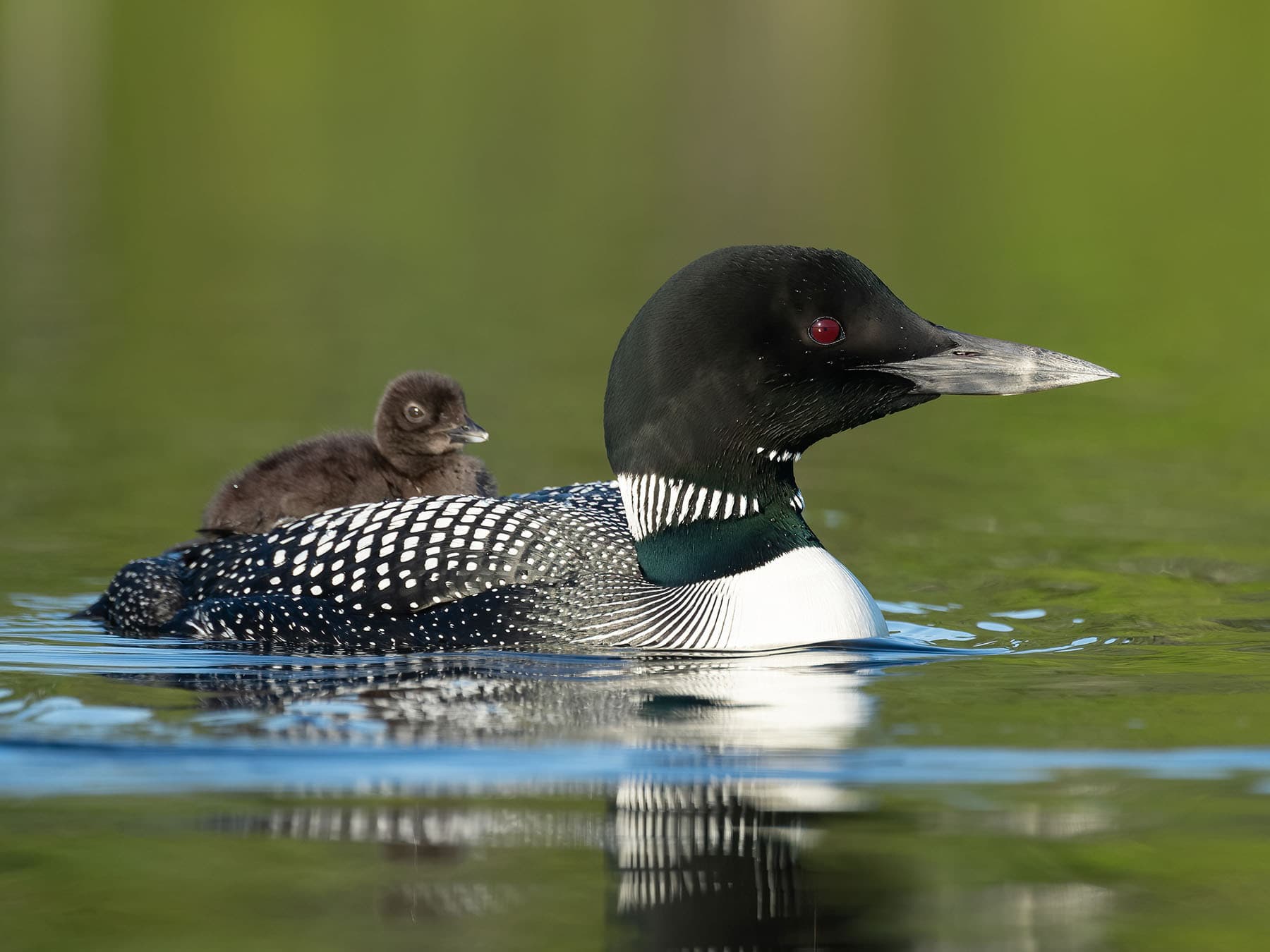 Female Loons (Male vs Female Identification Guide)