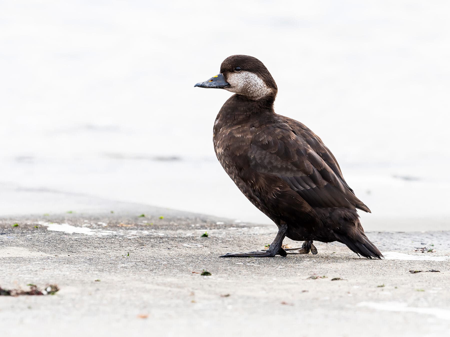 Female Common Scoter