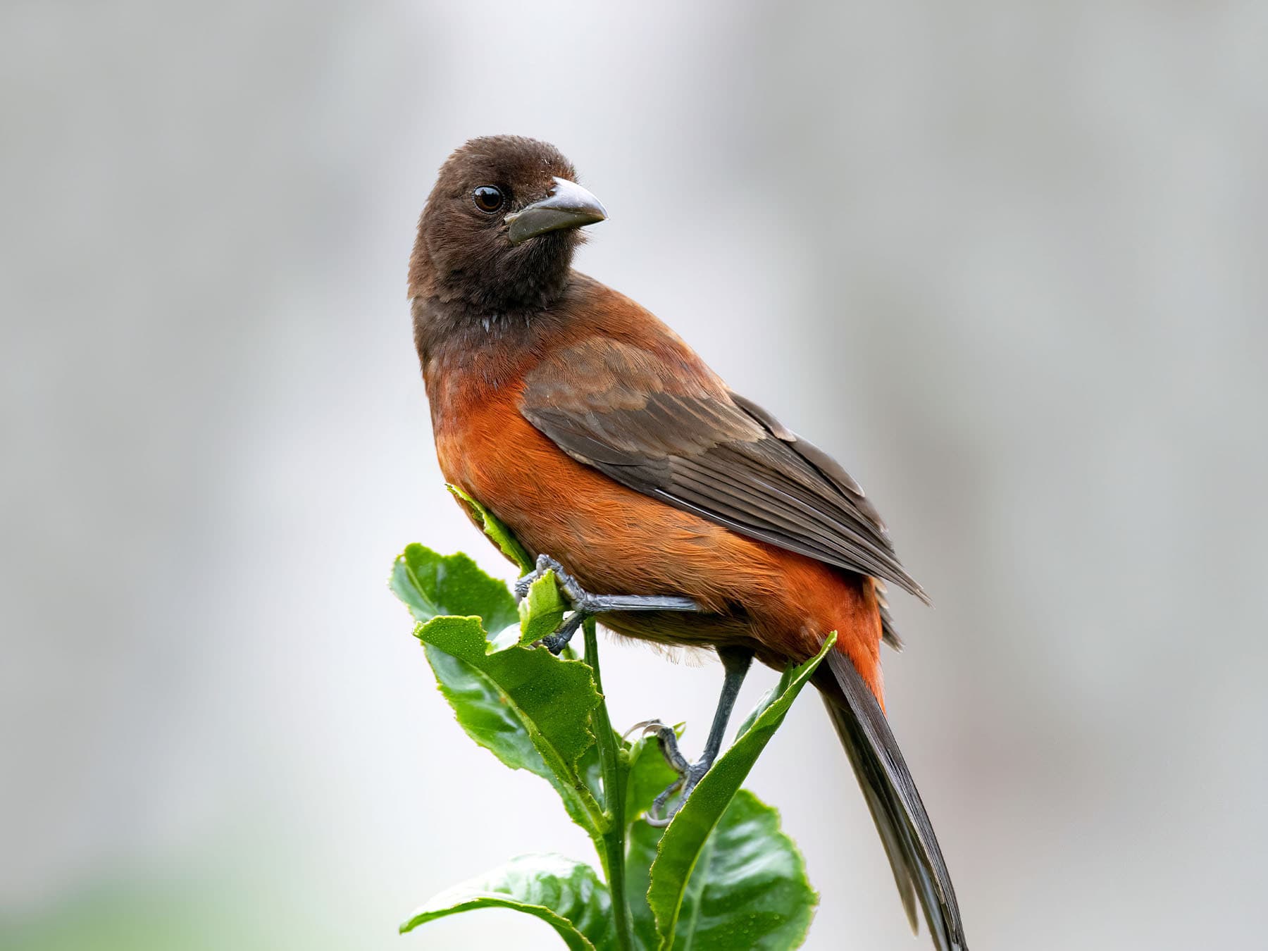 Female Crimson-backed Tanager