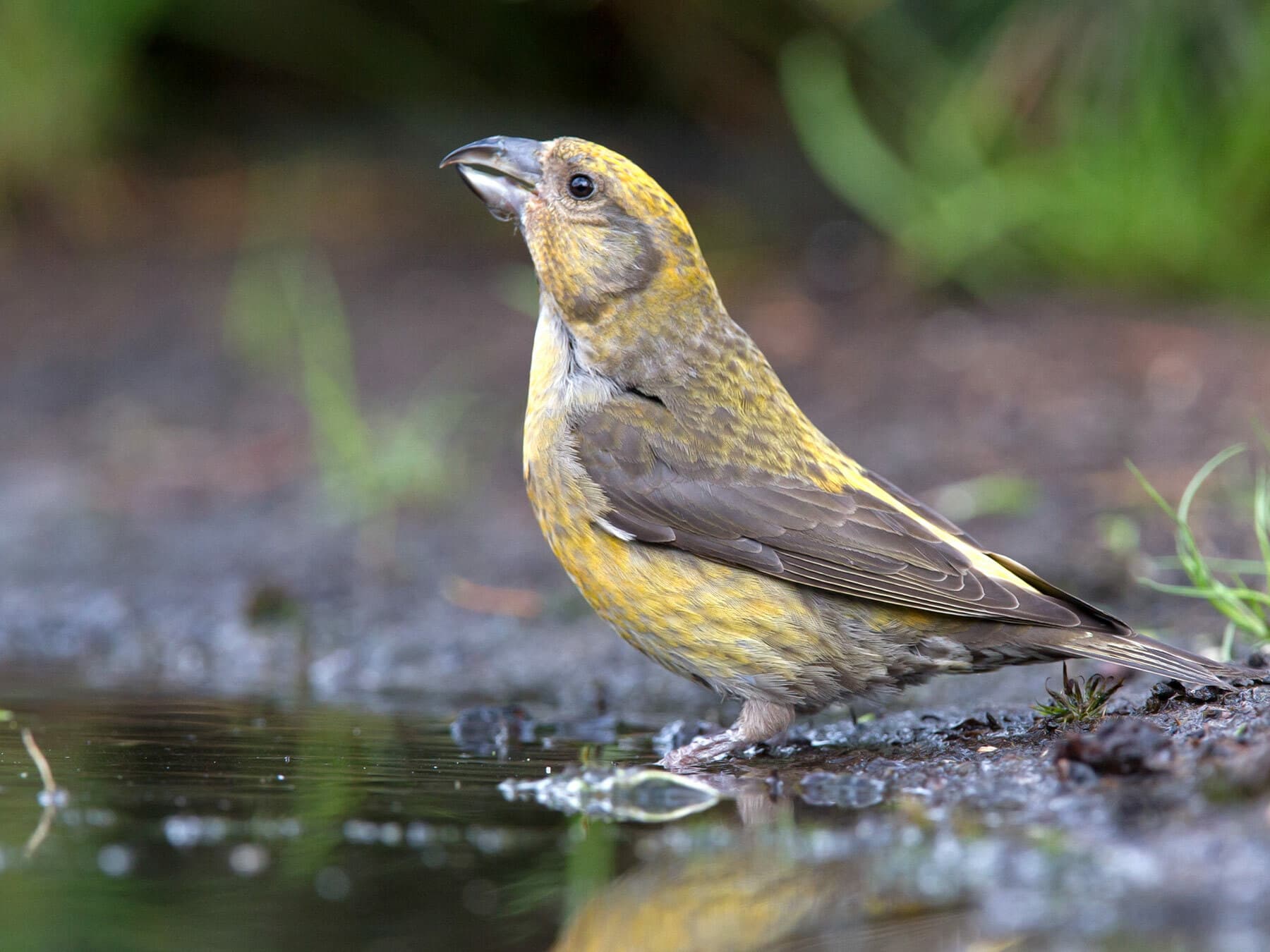 Female Crossbill drinking from pond