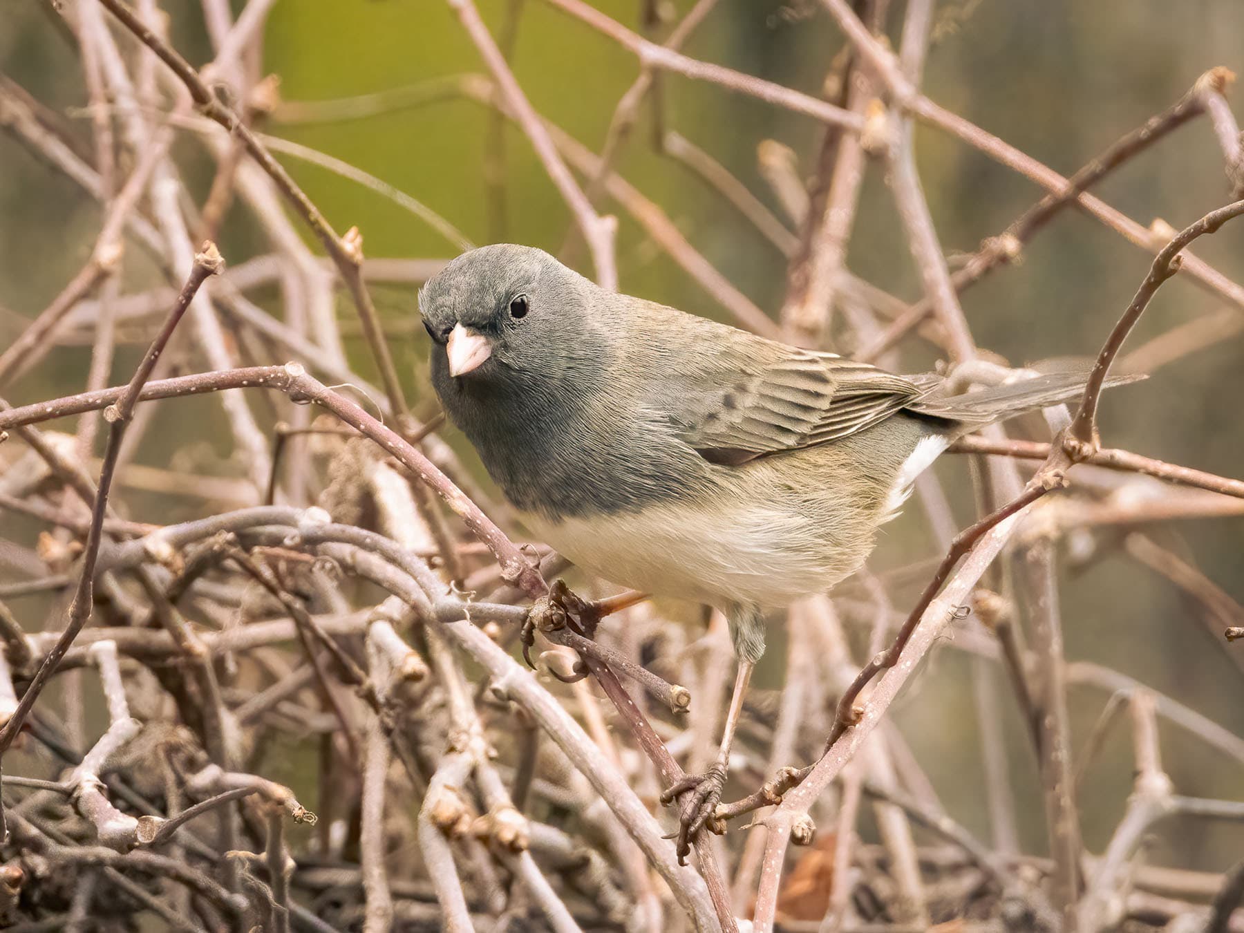 Female Dark-eyed Juncos (Male vs Female Identification)